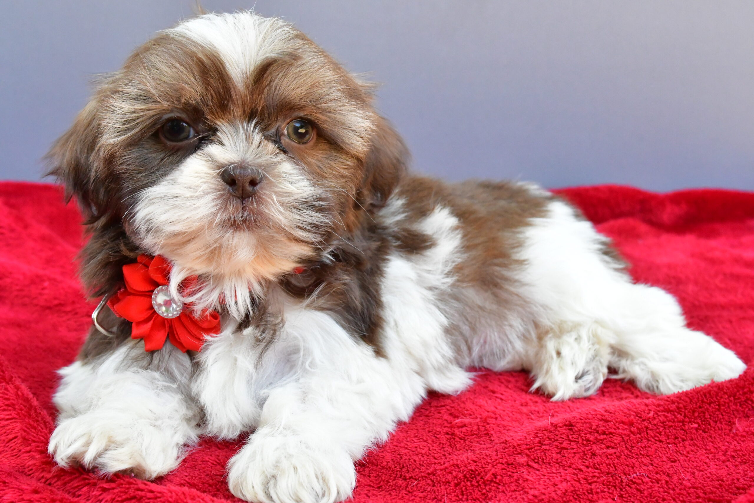 Miss Sophie The Shihtzu - Image 7
