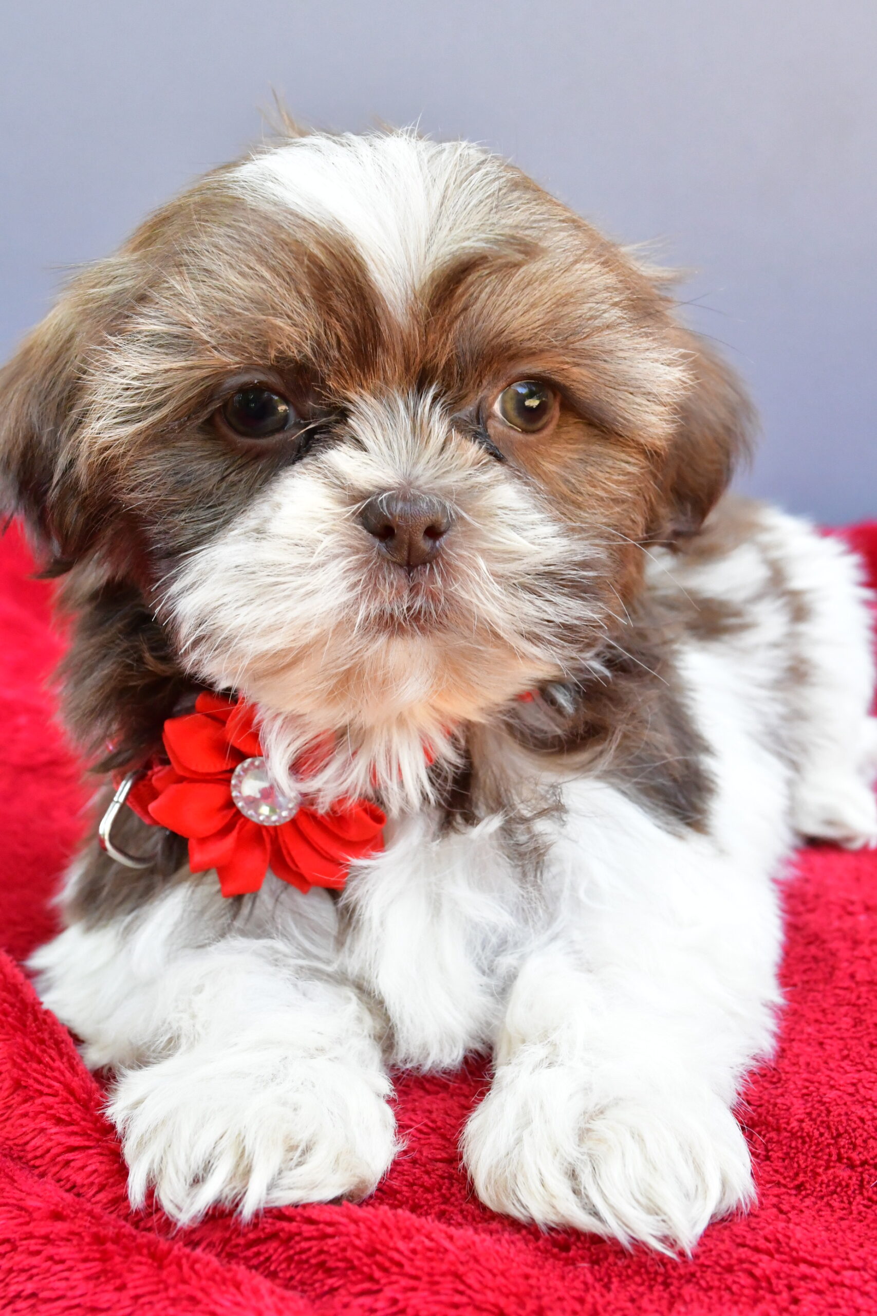 Miss Sophie The Shihtzu - Image 4