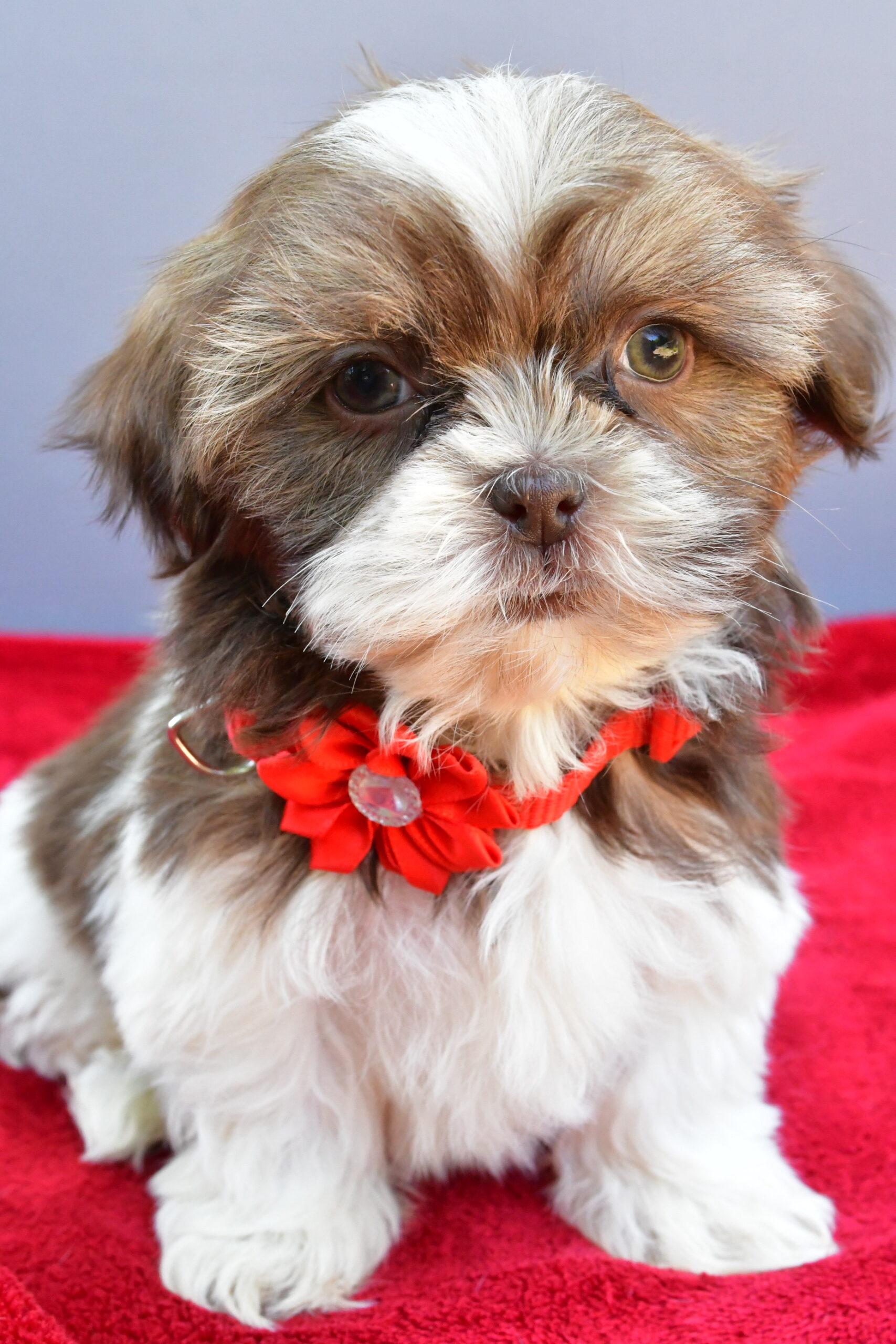 Miss Sophie The Shihtzu