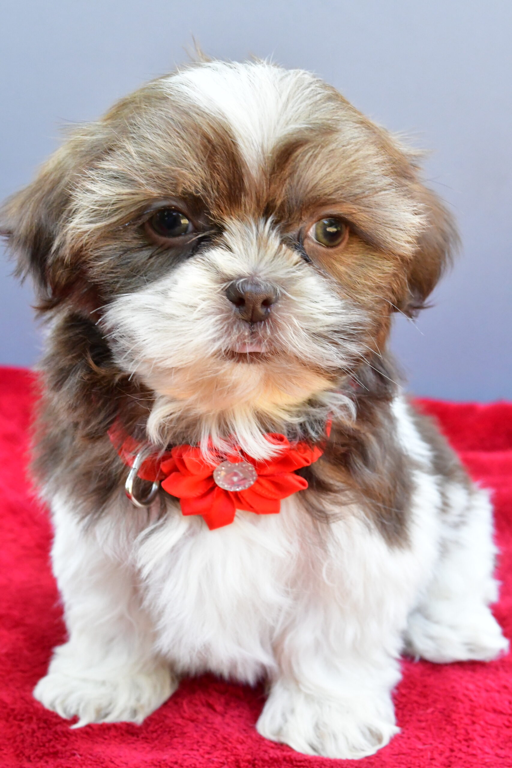 Miss Sophie The Shihtzu - Image 2