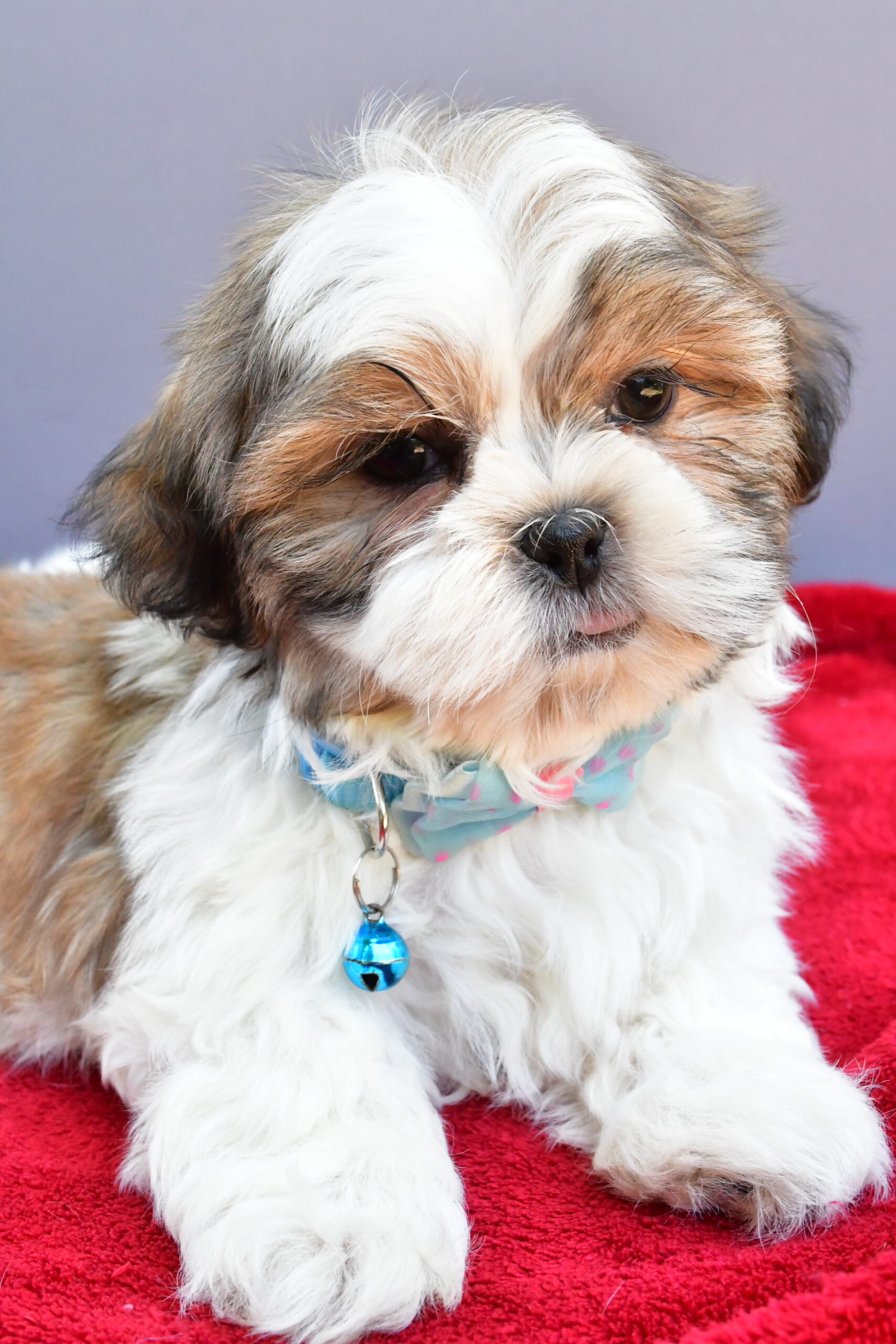 Mr Skipper The Shihtzu - Image 3