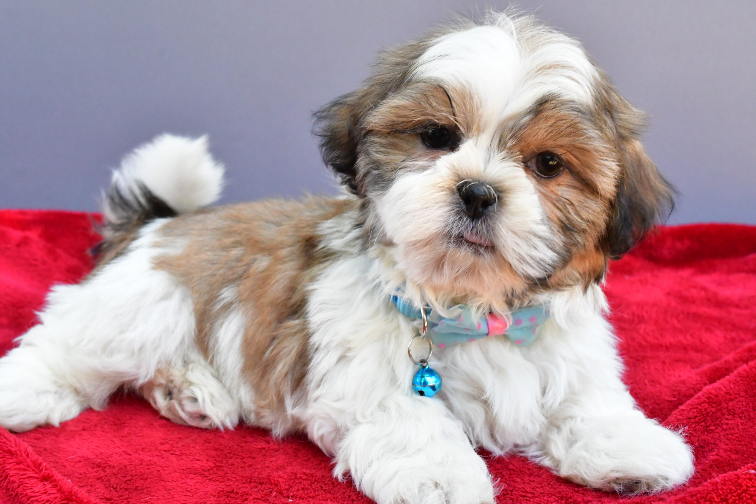 Mr Skipper The Shihtzu - Image 7