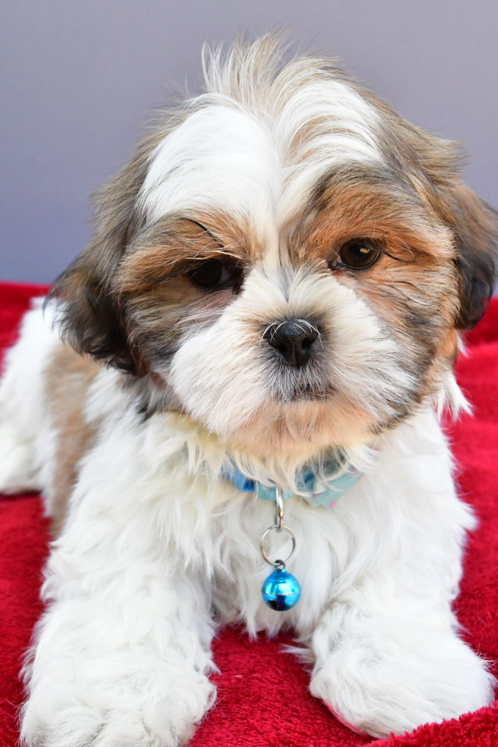 Mr Skipper The Shihtzu - Image 4