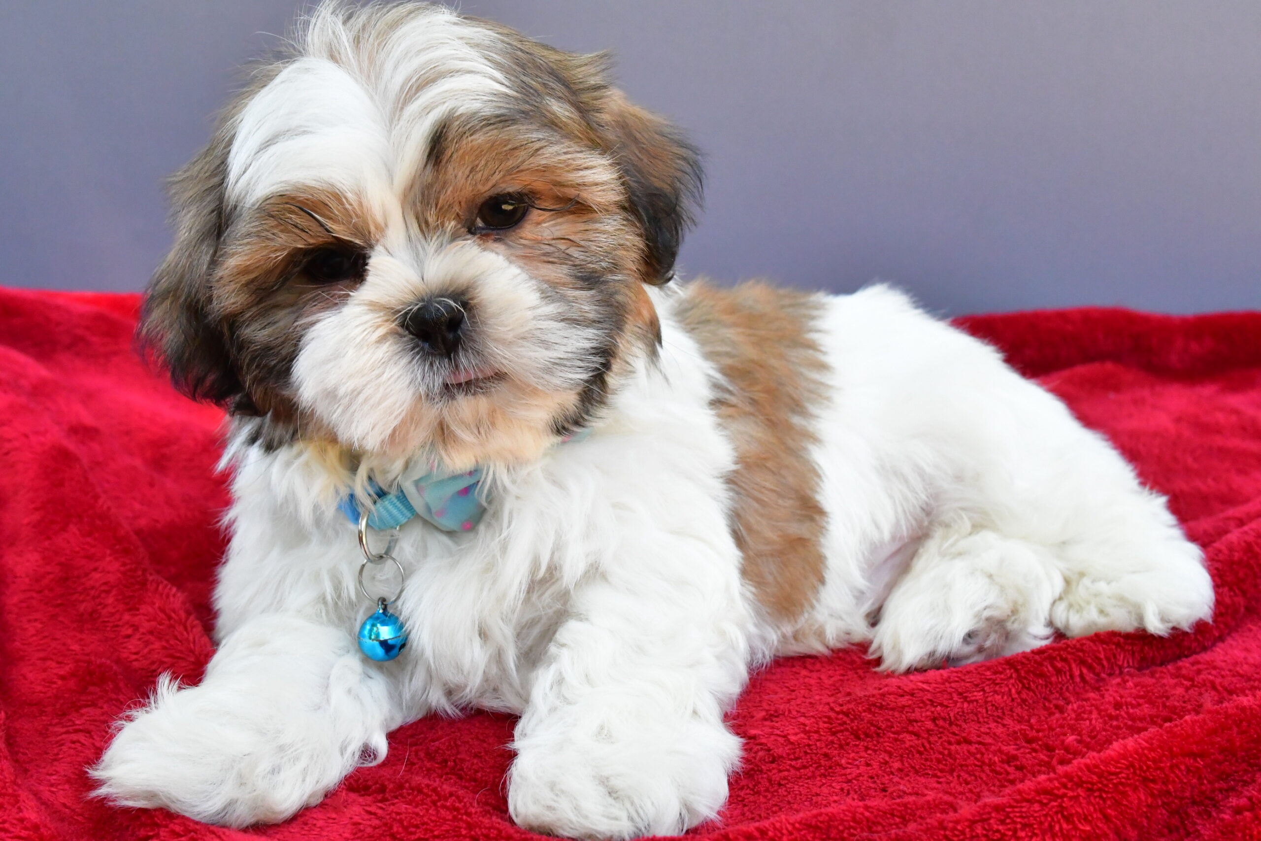 Mr Skipper The Shihtzu - Image 6