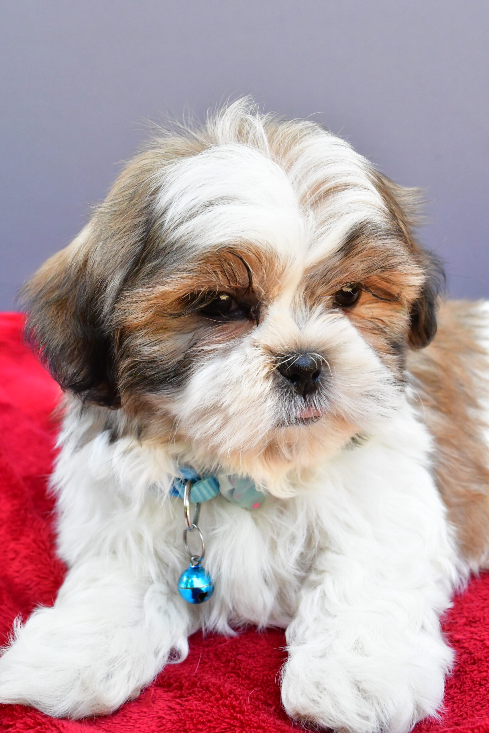 Mr Skipper The Shihtzu - Image 5