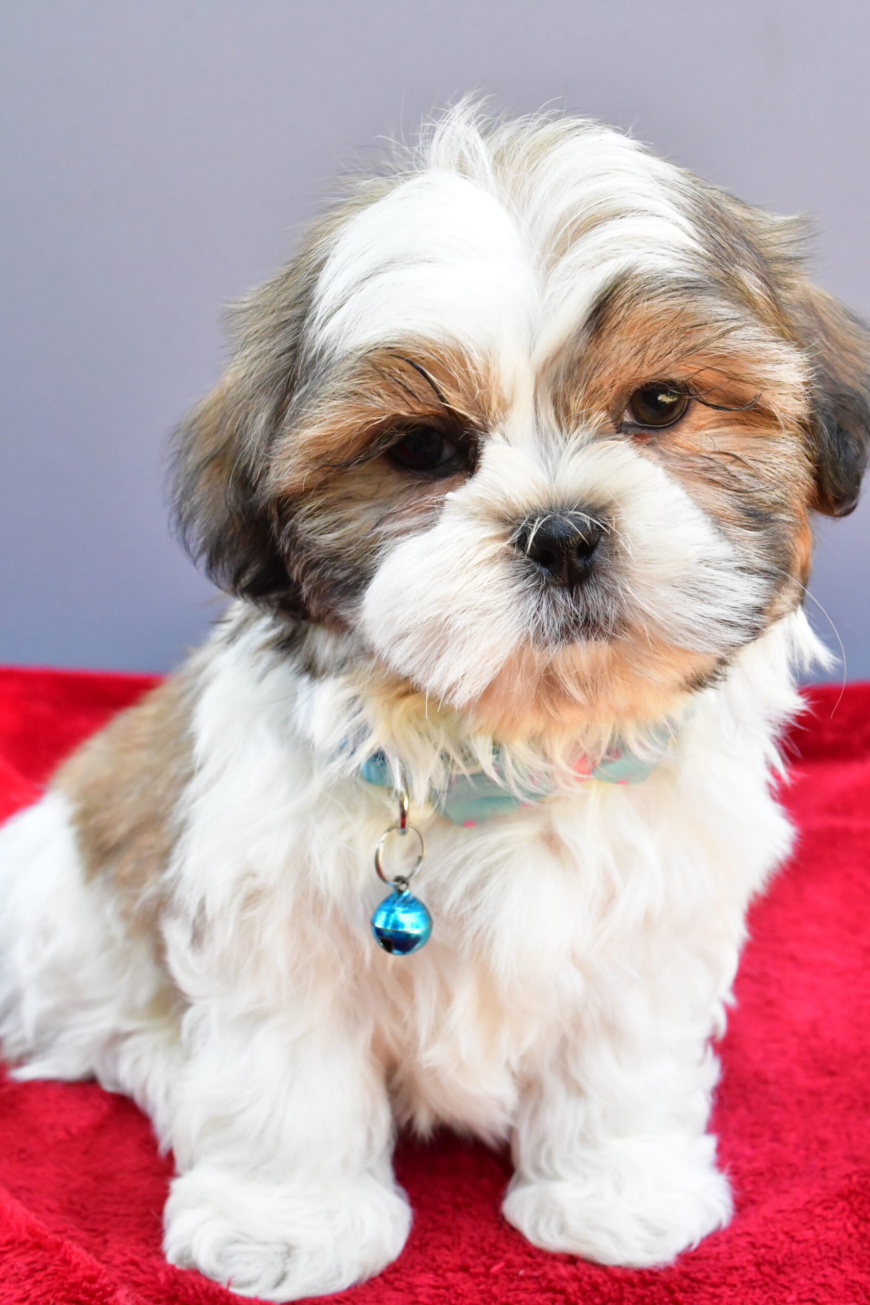 Mr Skipper The Shihtzu - Image 2