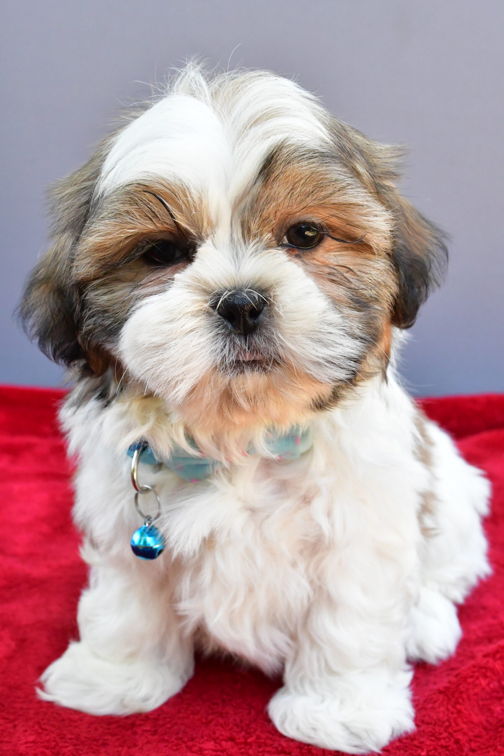 Mr Skipper The Shihtzu
