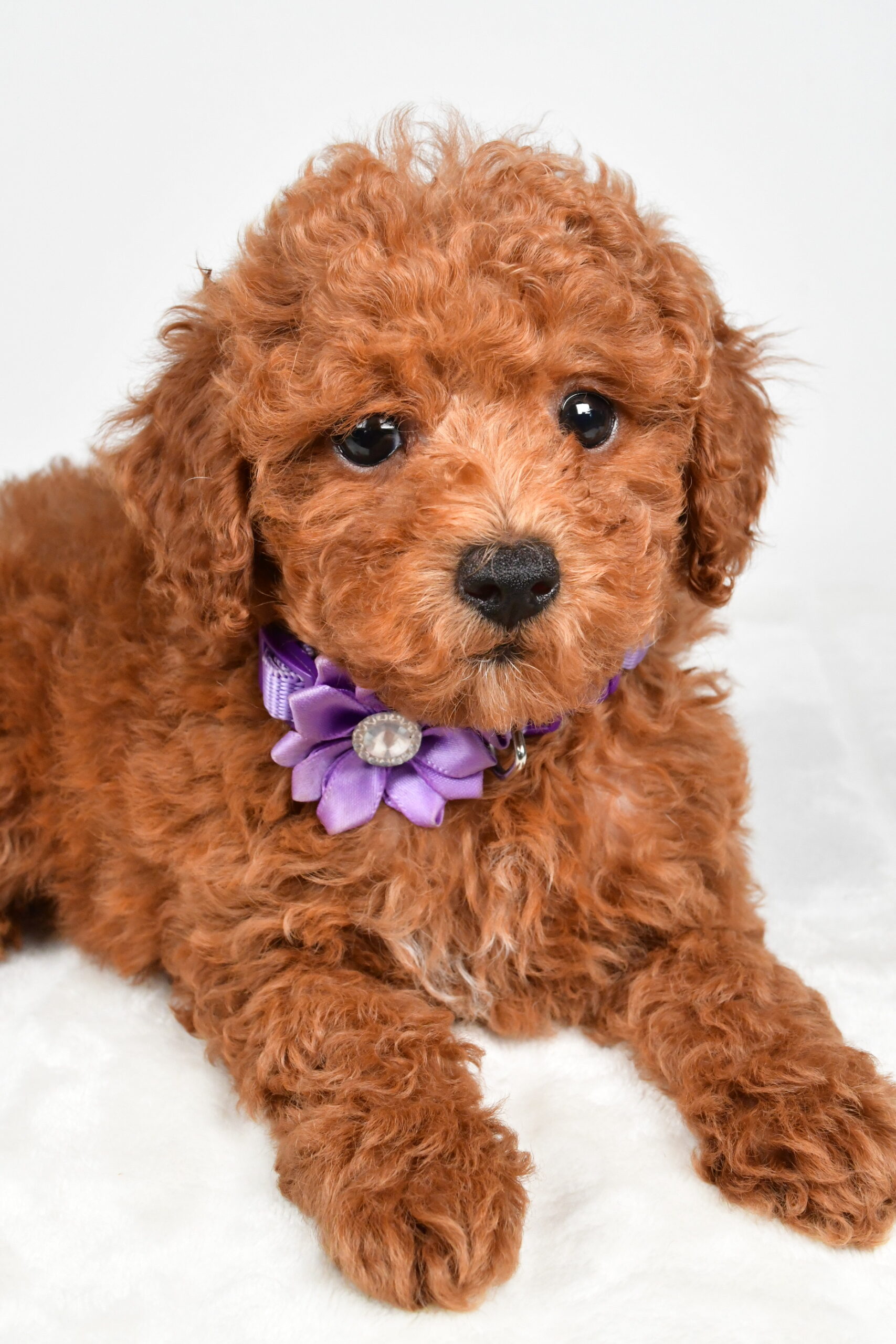 Miss Hilda The Miniature Poodle - Image 5