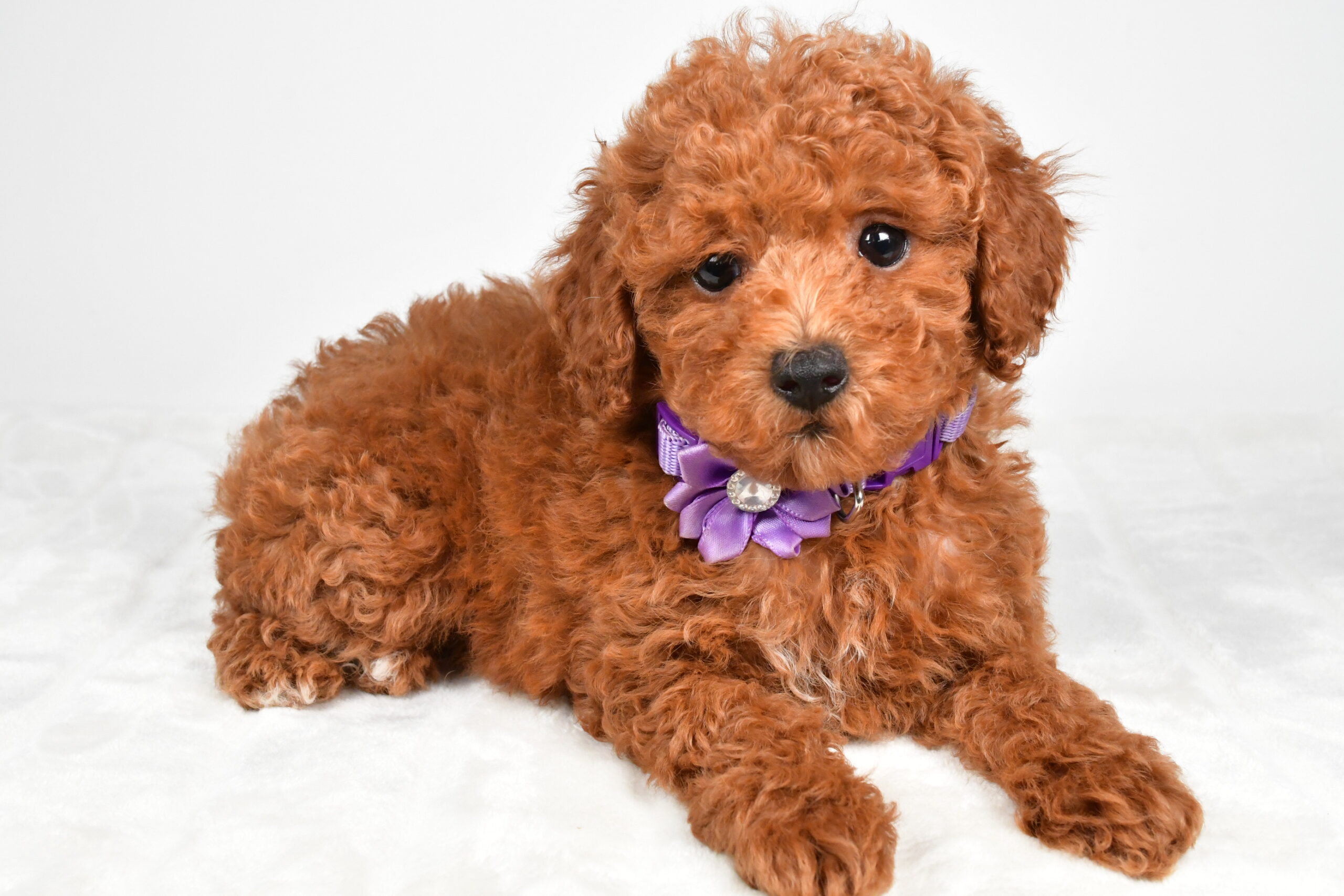 Miss Hilda The Miniature Poodle - Image 7