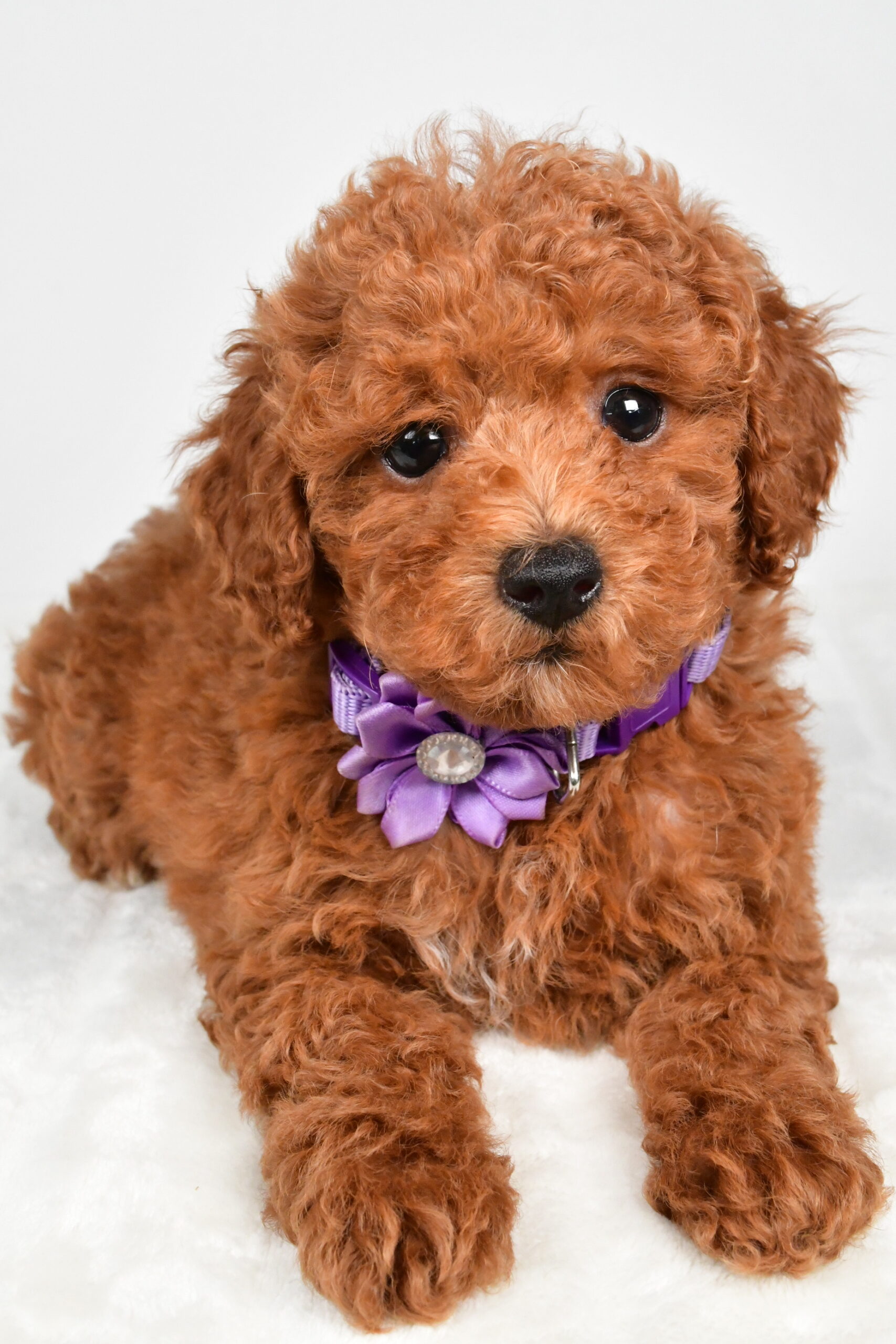 Miss Hilda The Miniature Poodle - Image 4
