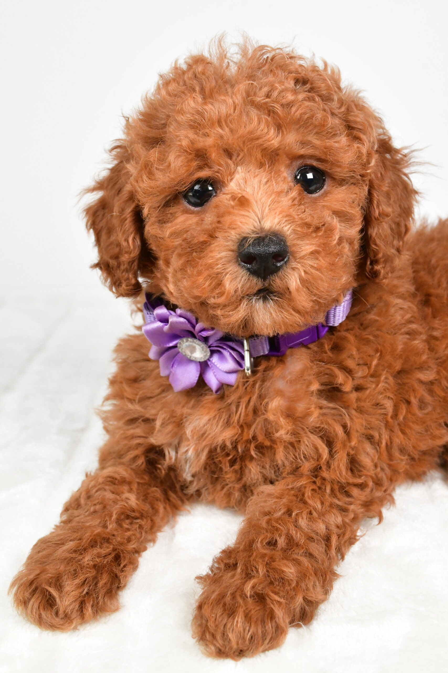 Miss Hilda The Miniature Poodle - Image 3