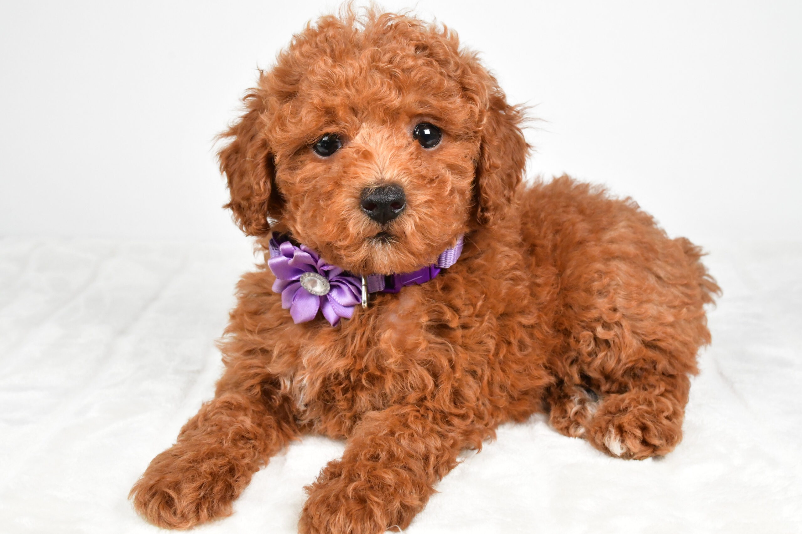 Miss Hilda The Miniature Poodle - Image 6