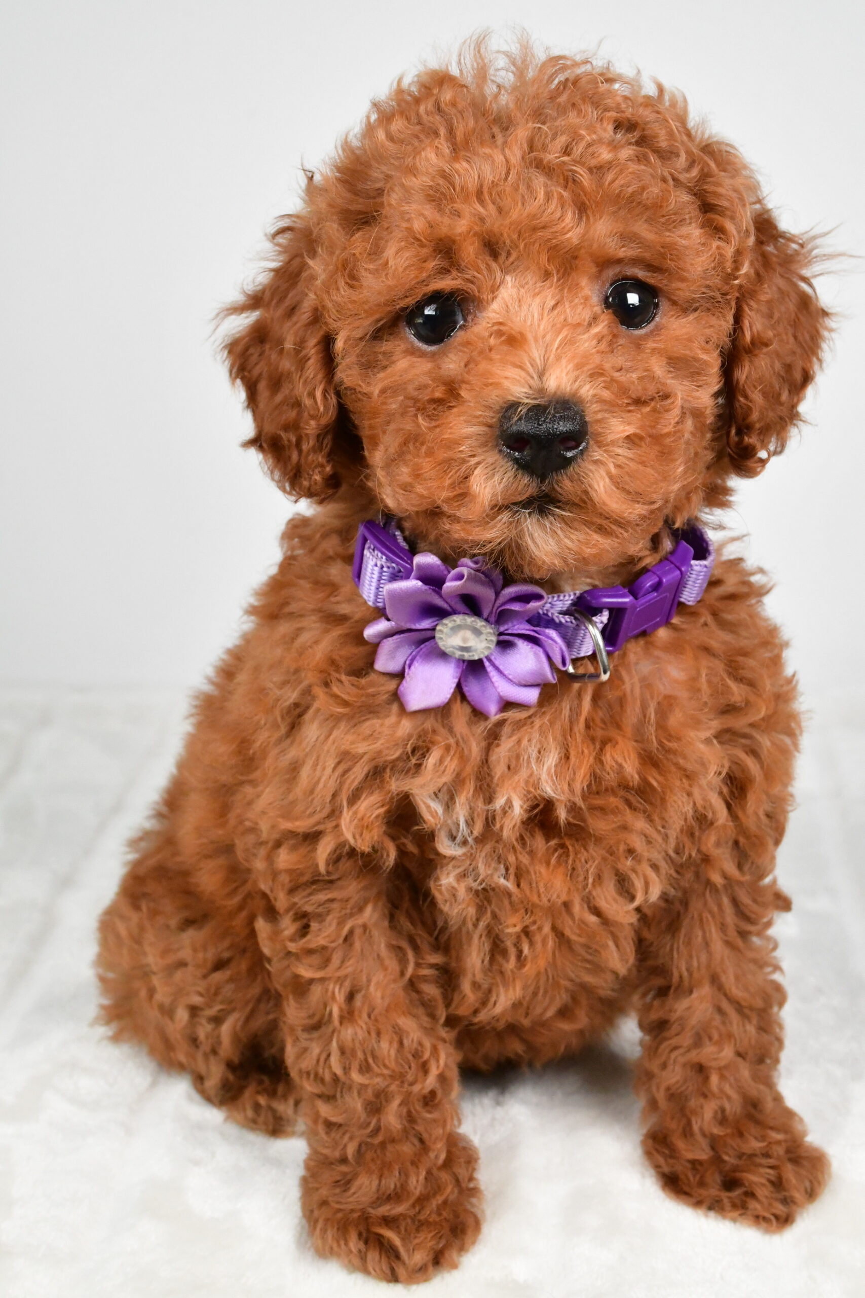 Miss Hilda The Miniature Poodle