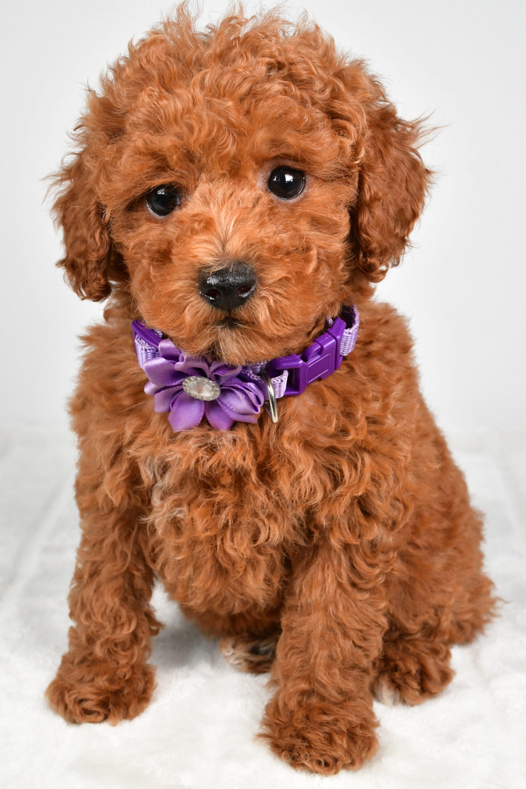 Miss Hilda The Miniature Poodle - Image 2