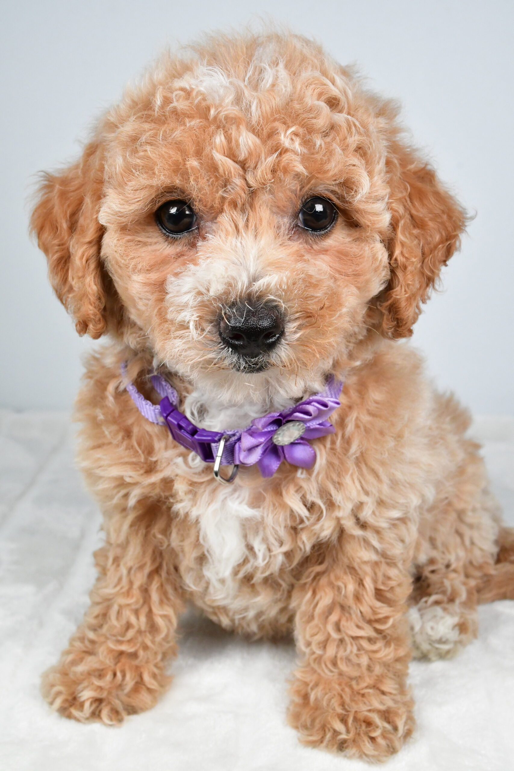 Miss Sasha The Bich-poo - Image 3