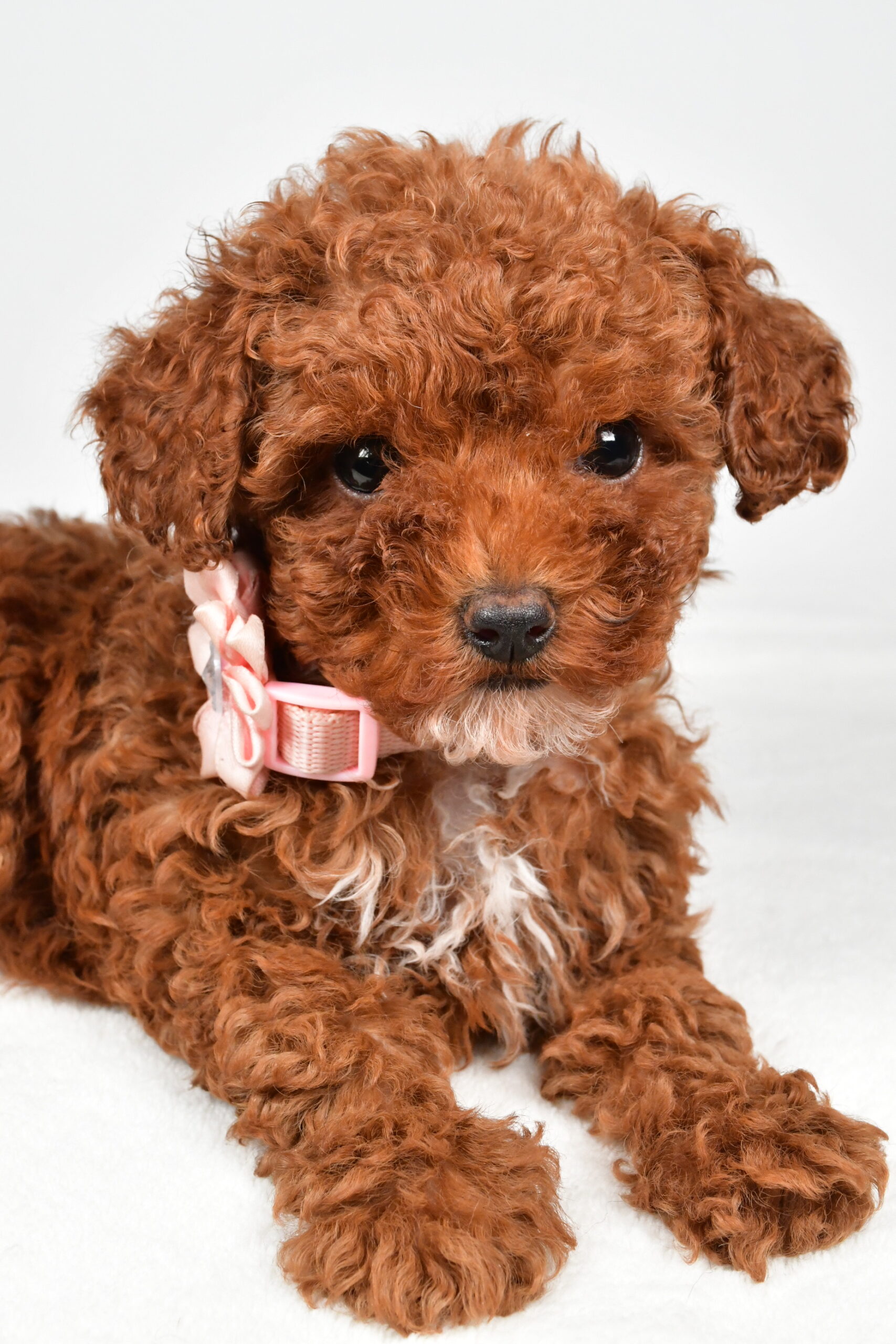 Miss Pearl The Miniature Poodle - Image 2
