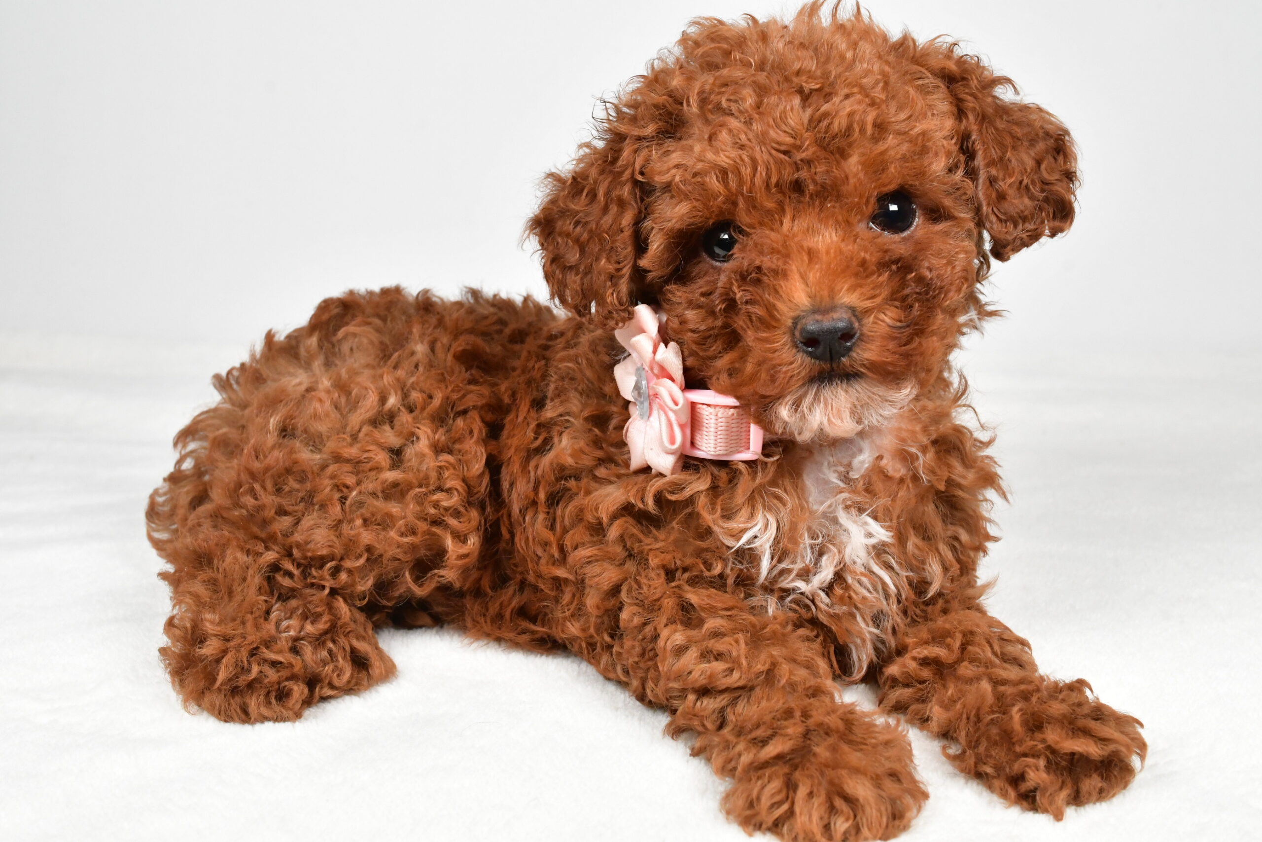 Miss Pearl The Miniature Poodle - Image 3