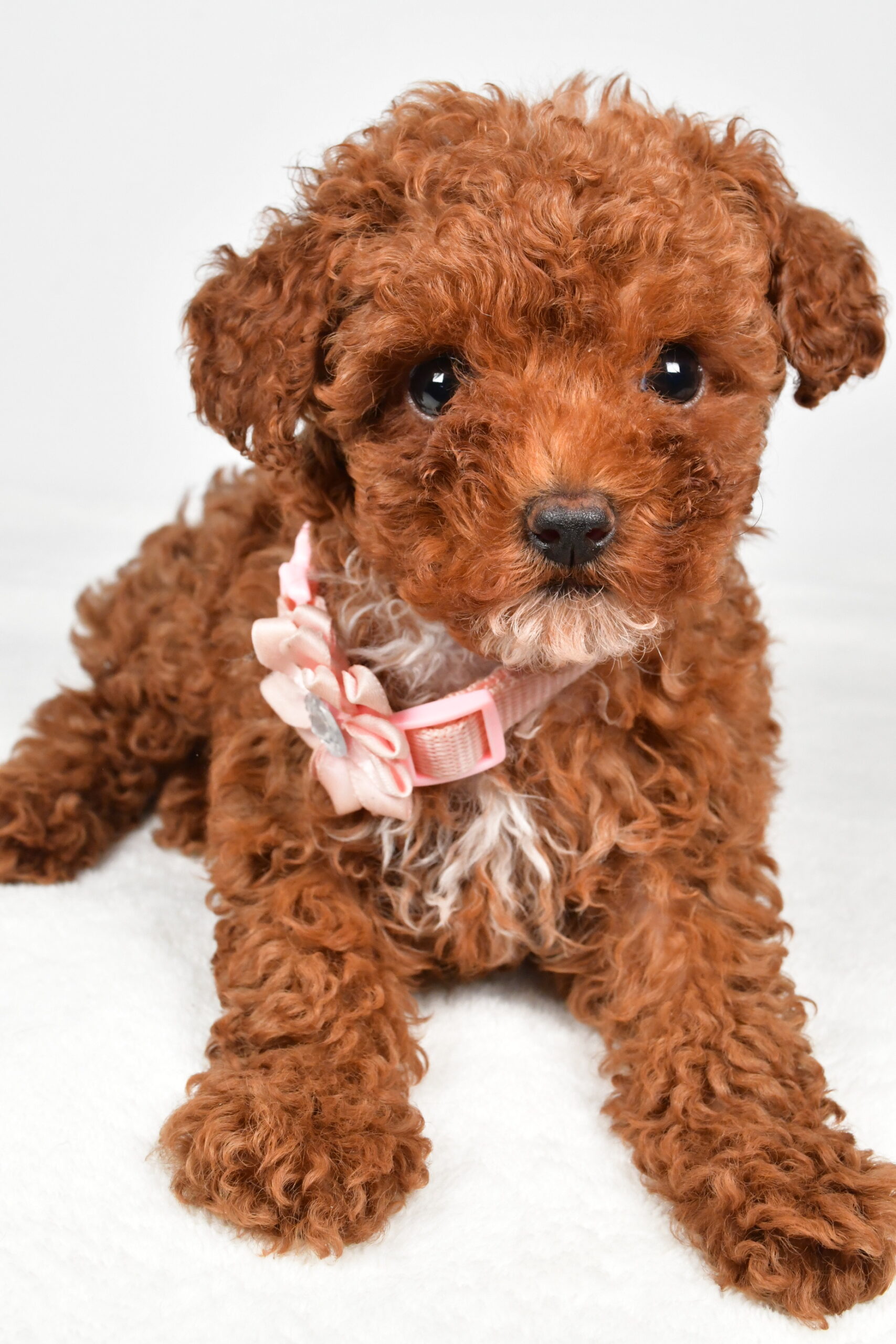 Miss Pearl The Miniature Poodle - Image 4
