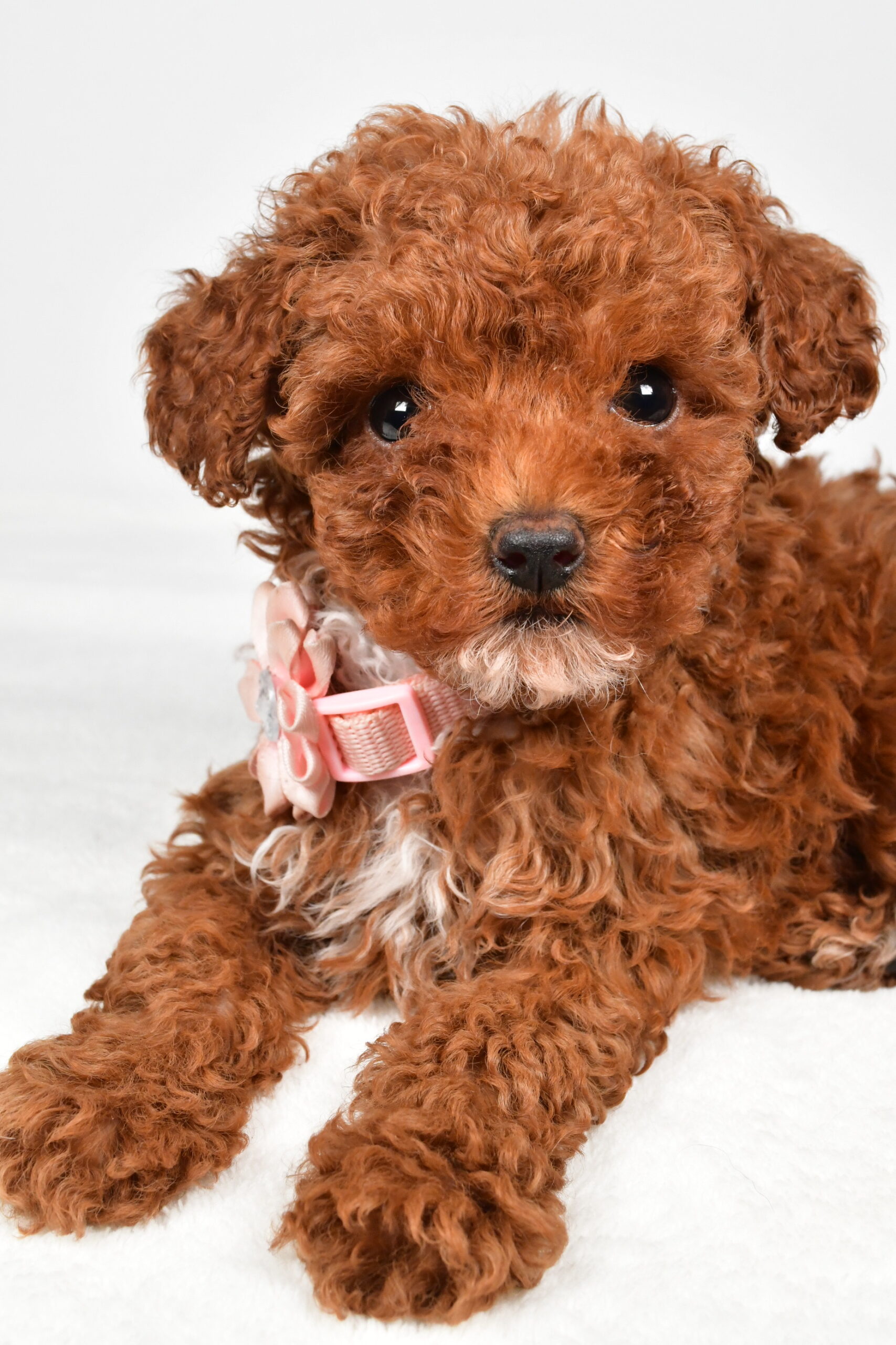 Miss Pearl The Miniature Poodle - Image 5