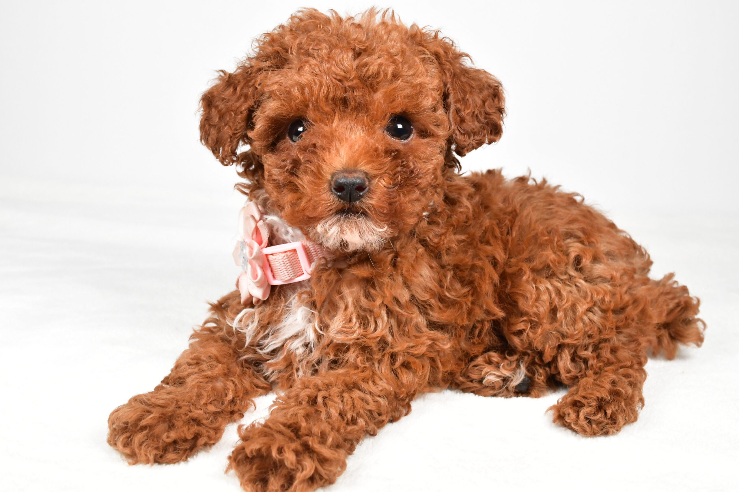 Miss Pearl The Miniature Poodle - Image 6