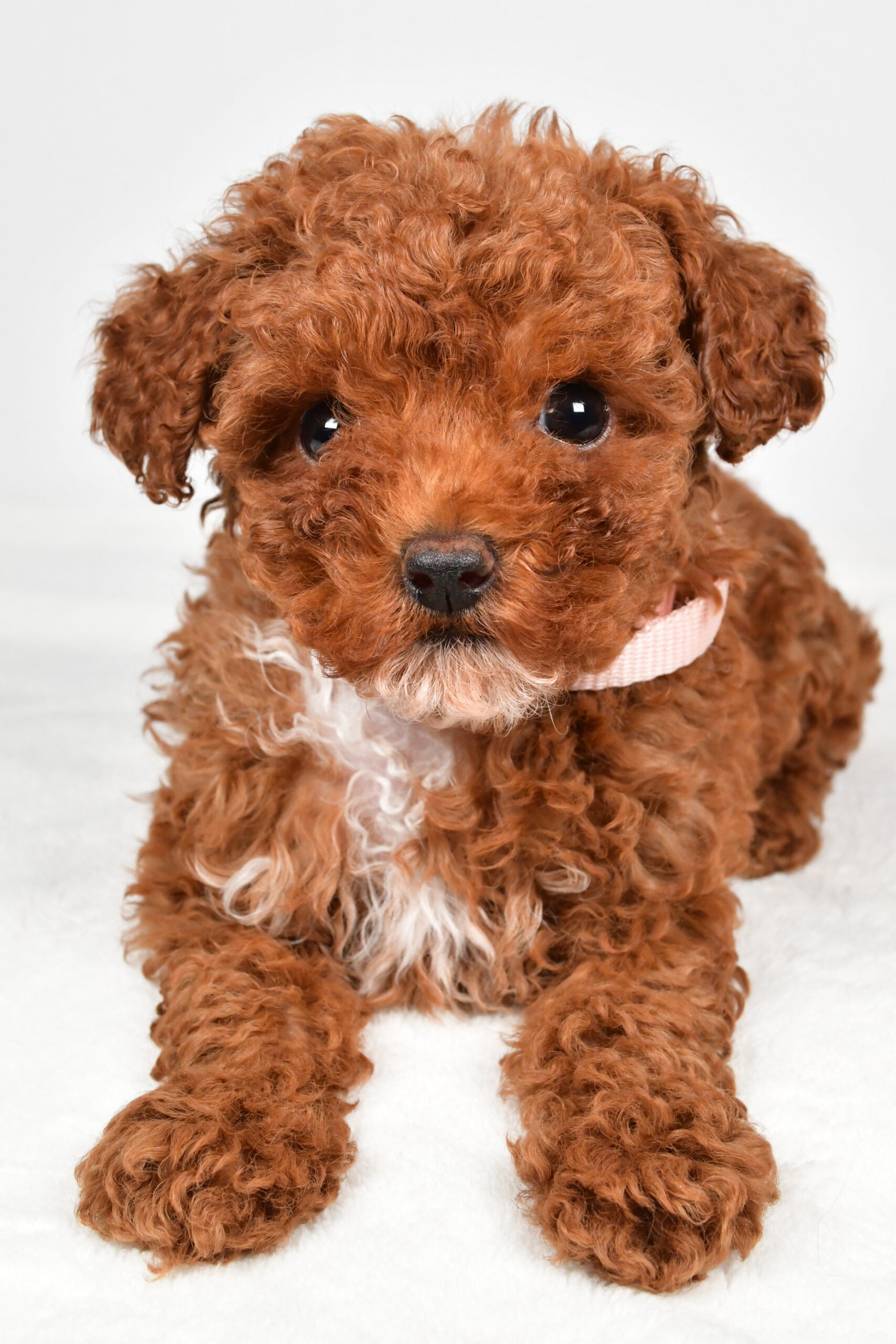 Miss Pearl The Miniature Poodle - Image 7