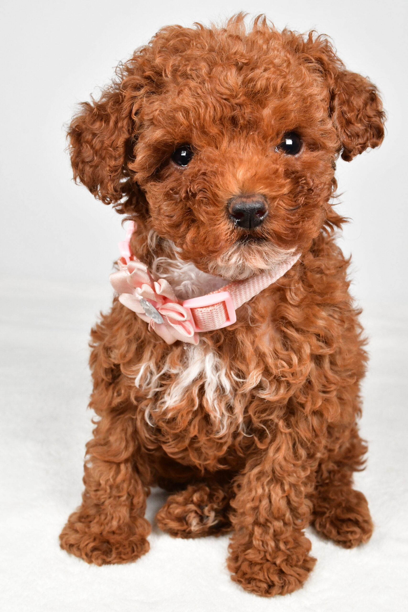 Miss Pearl The Miniature Poodle