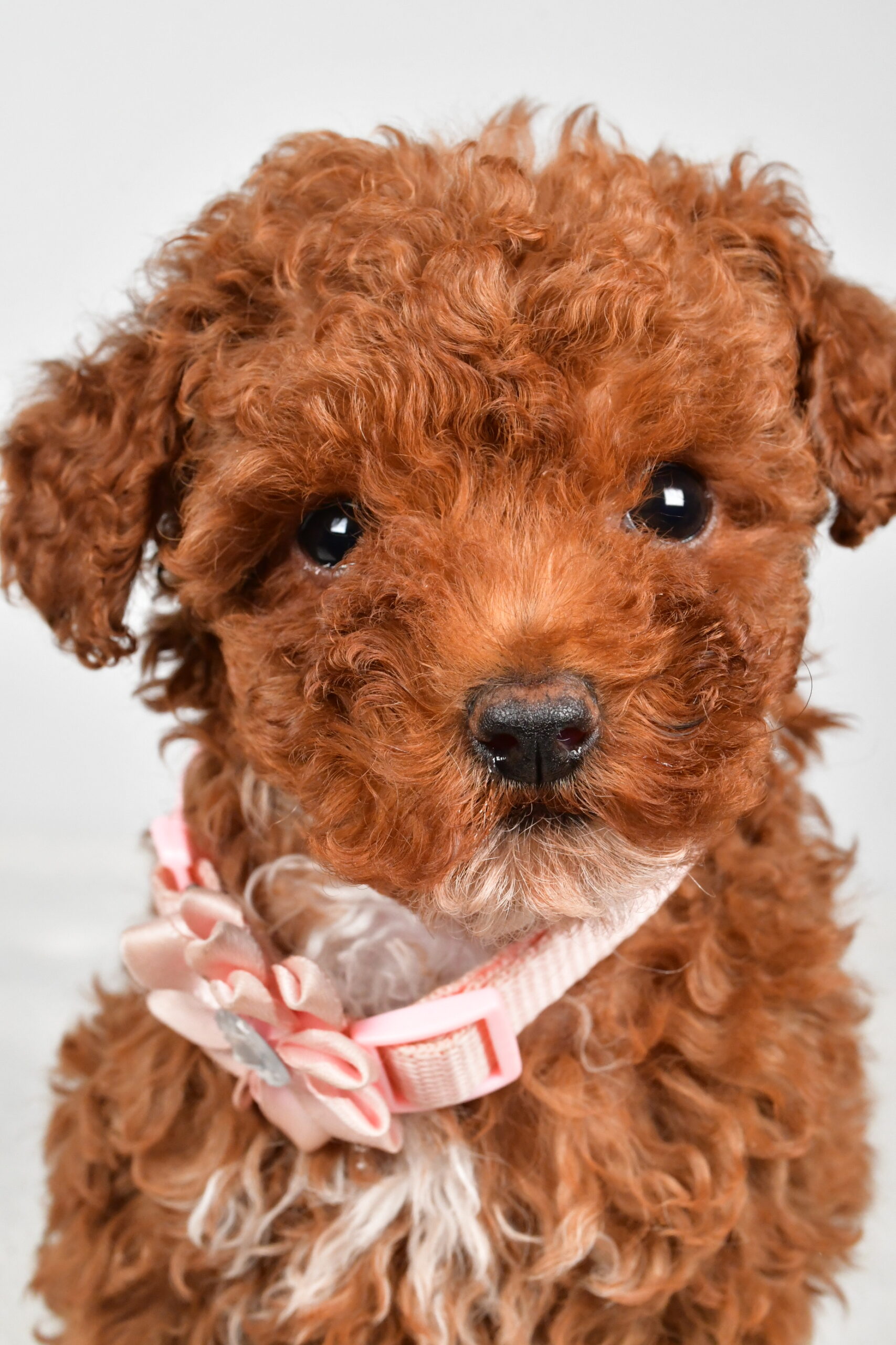 Miss Pearl The Miniature Poodle - Image 9