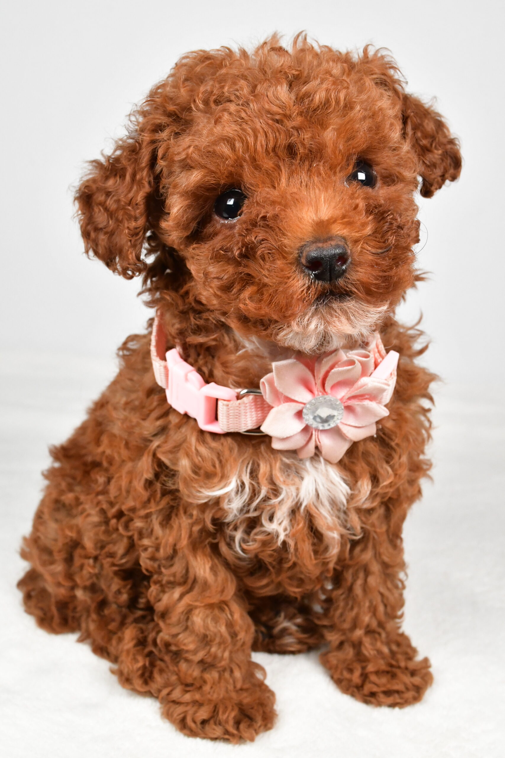Miss Pearl The Miniature Poodle - Image 10