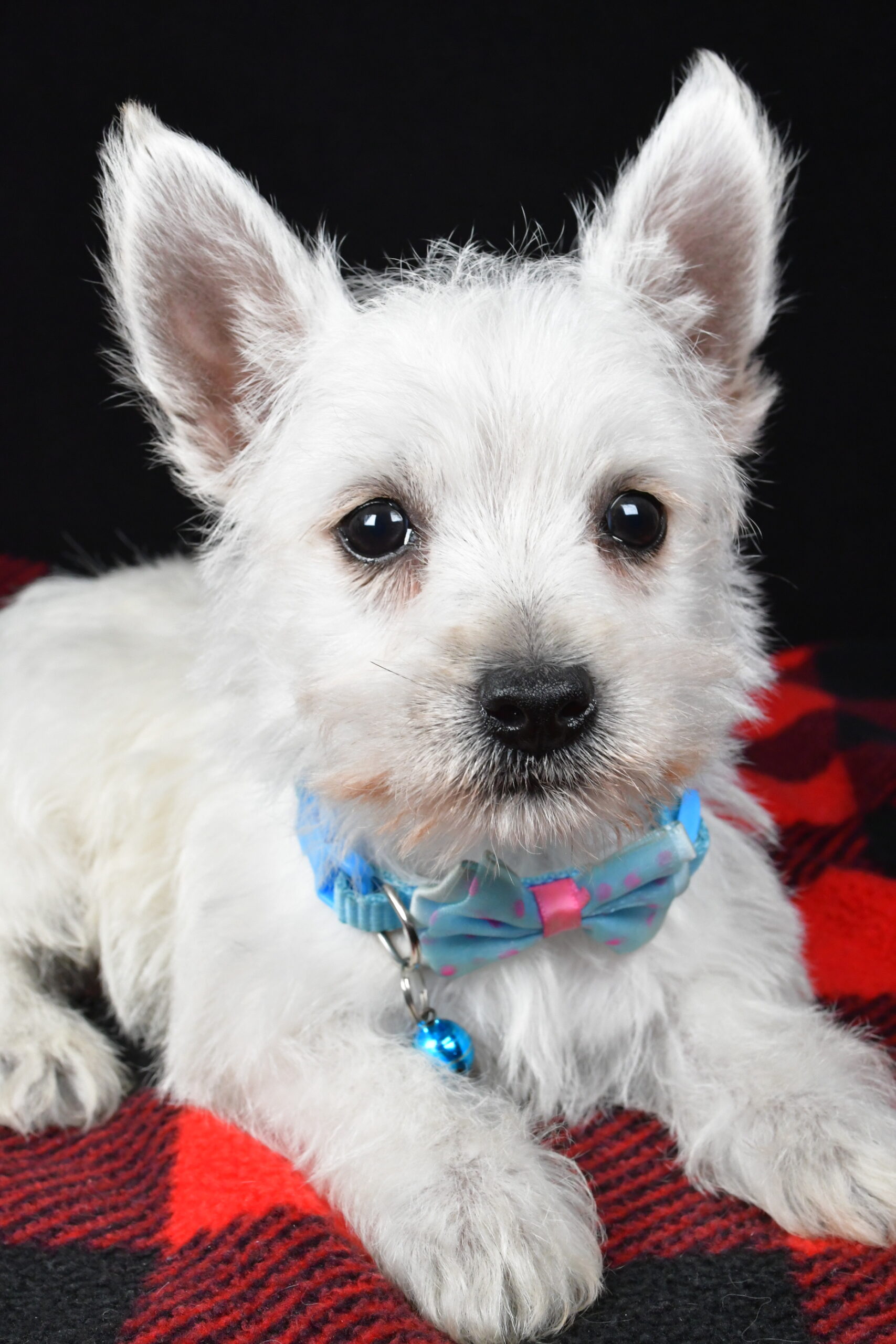 Mr. Timmy The West Highland White Terrier - Image 6