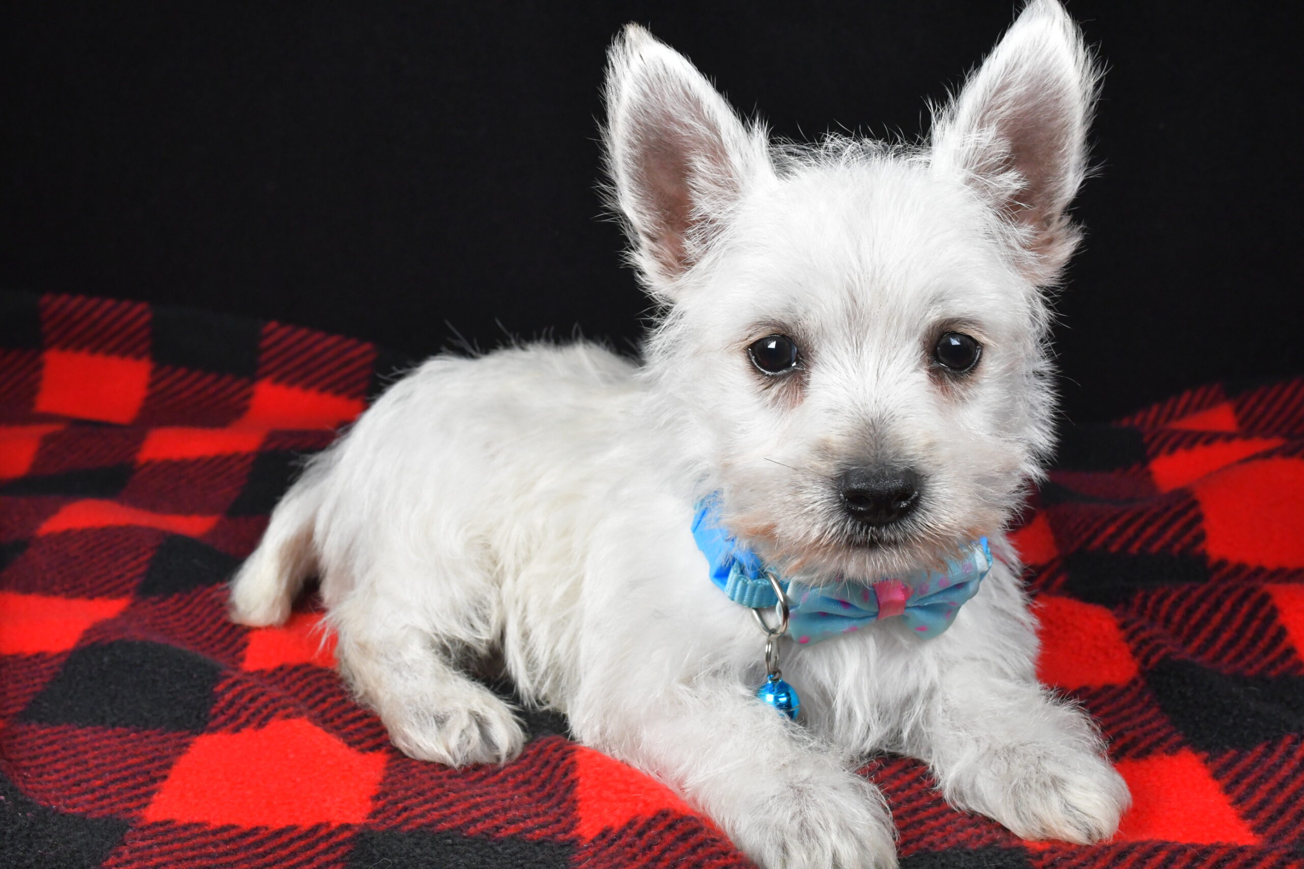 Mr. Timmy The West Highland White Terrier - Image 7