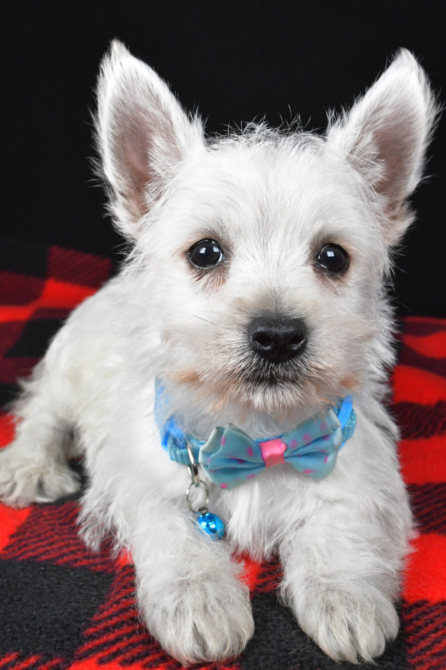 Mr. Timmy The West Highland White Terrier - Image 5