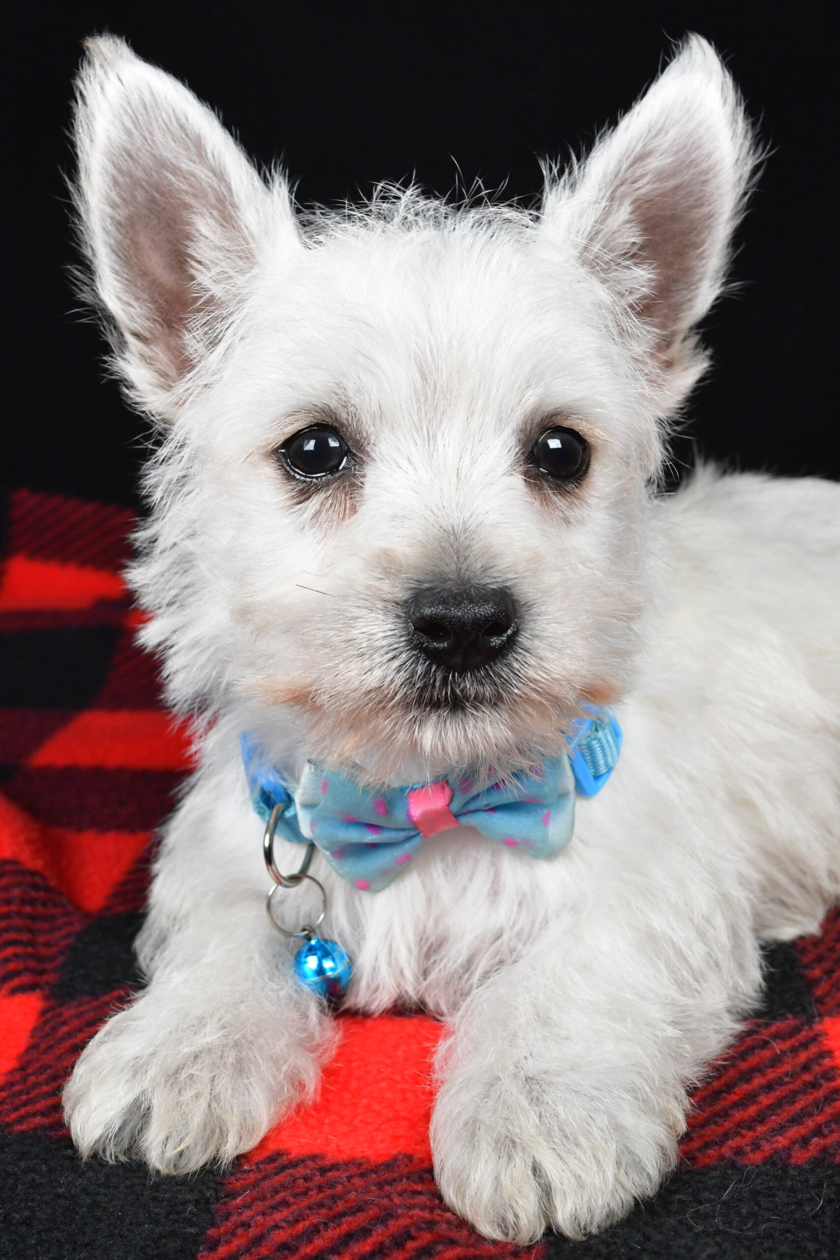 Mr. Timmy The West Highland White Terrier - Image 4
