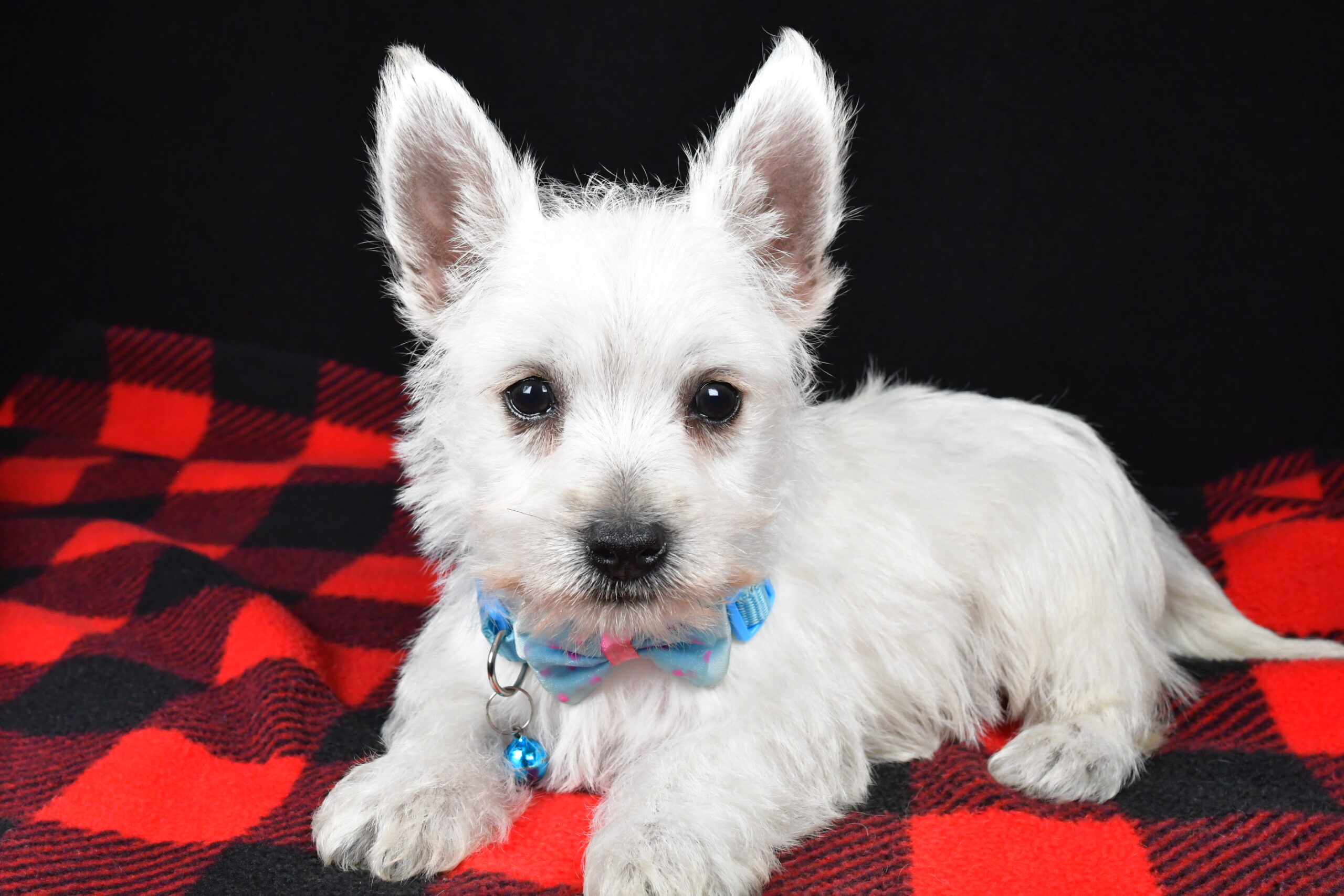 Mr. Timmy The West Highland White Terrier - Image 8