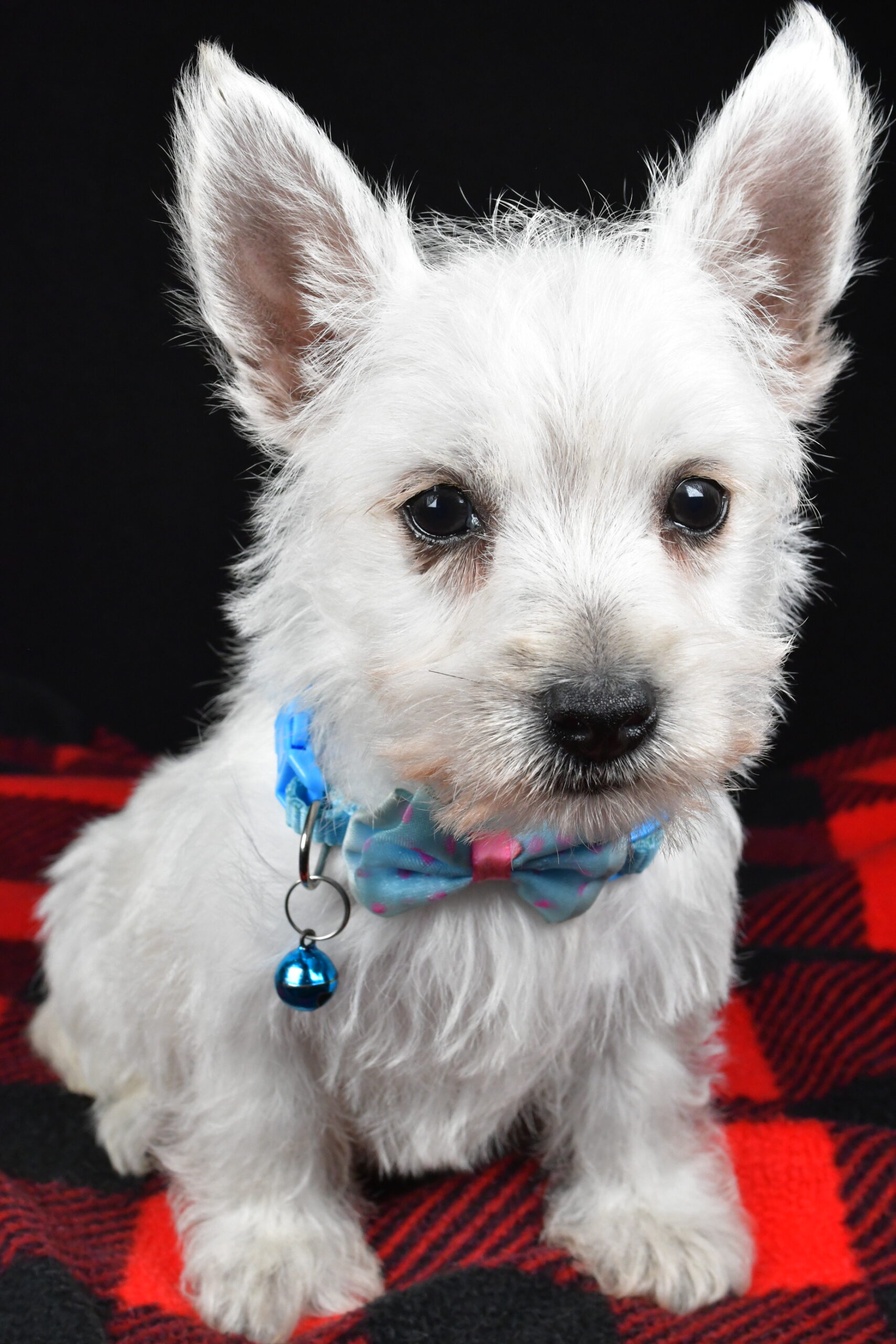 Mr. Timmy The West Highland White Terrier - Image 3