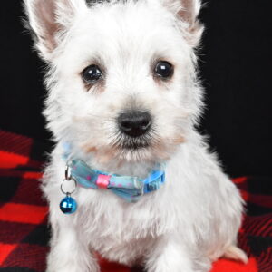 Mr. Timmy The West Highland White Terrier