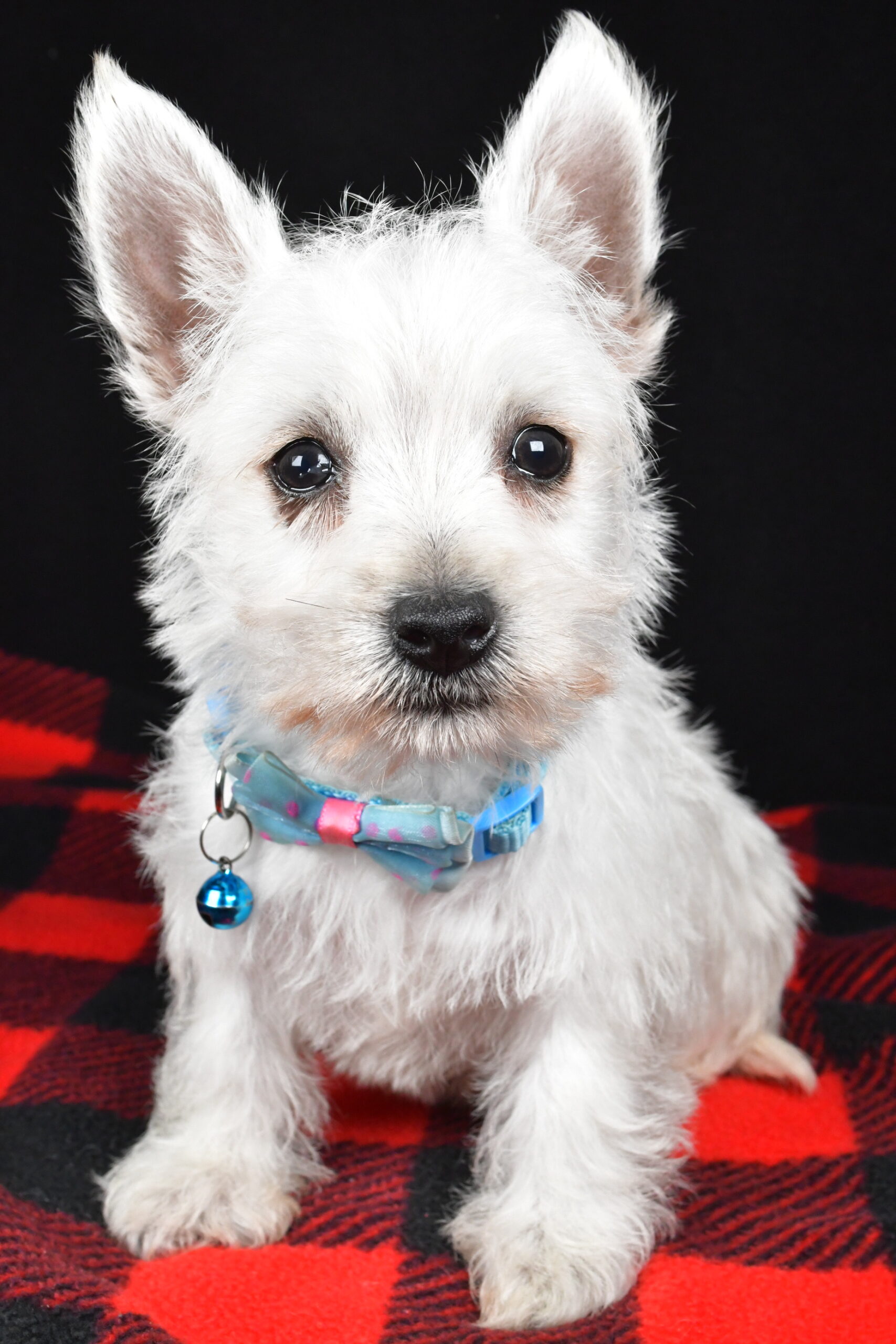 Mr. Timmy The West Highland White Terrier