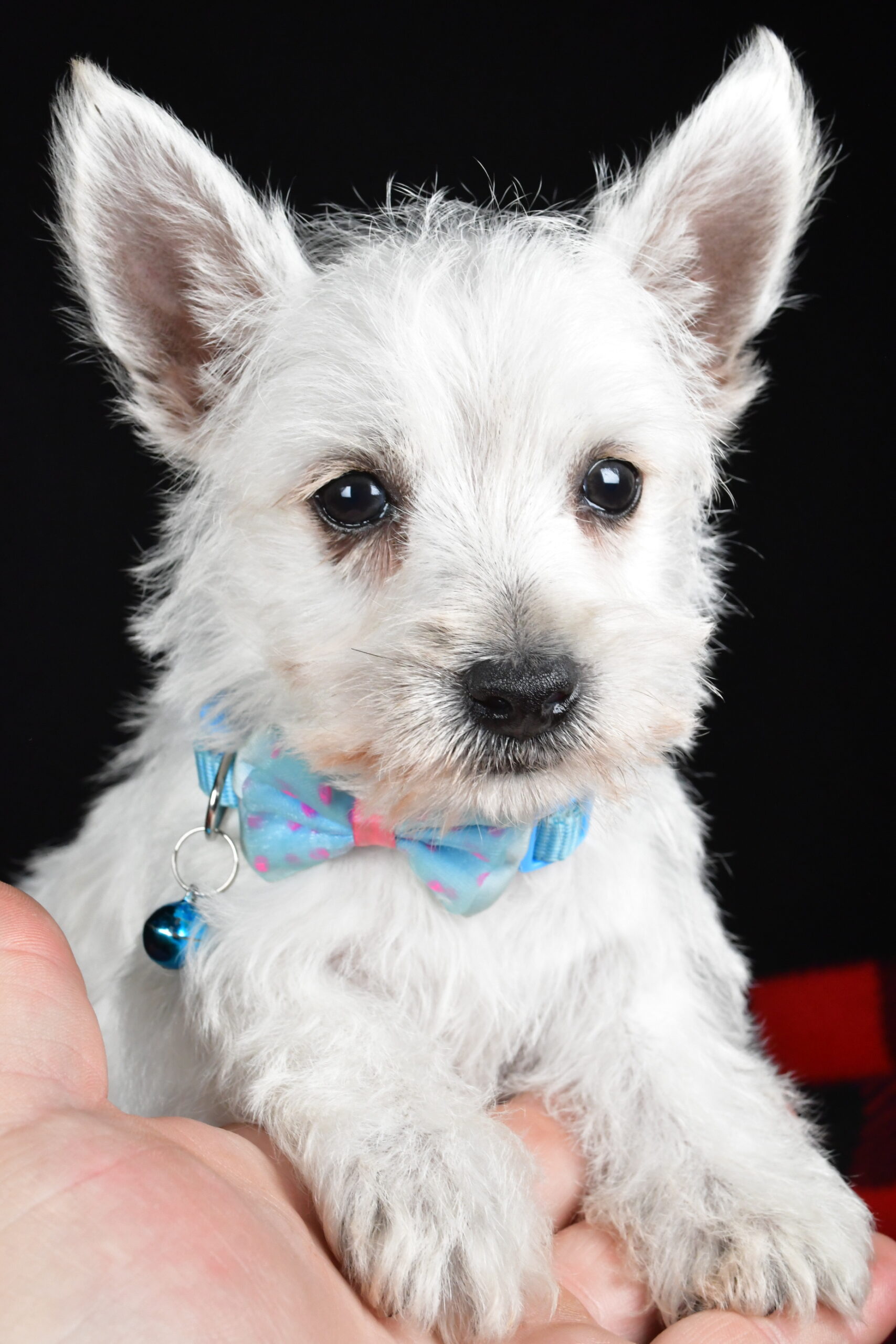 Mr. Timmy The West Highland White Terrier - Image 2