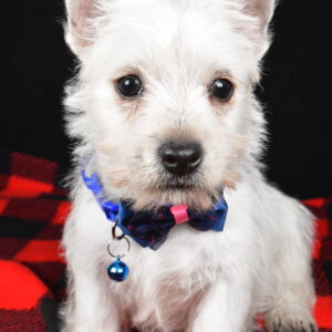 Mr. Thomas The West Highland White Terrier