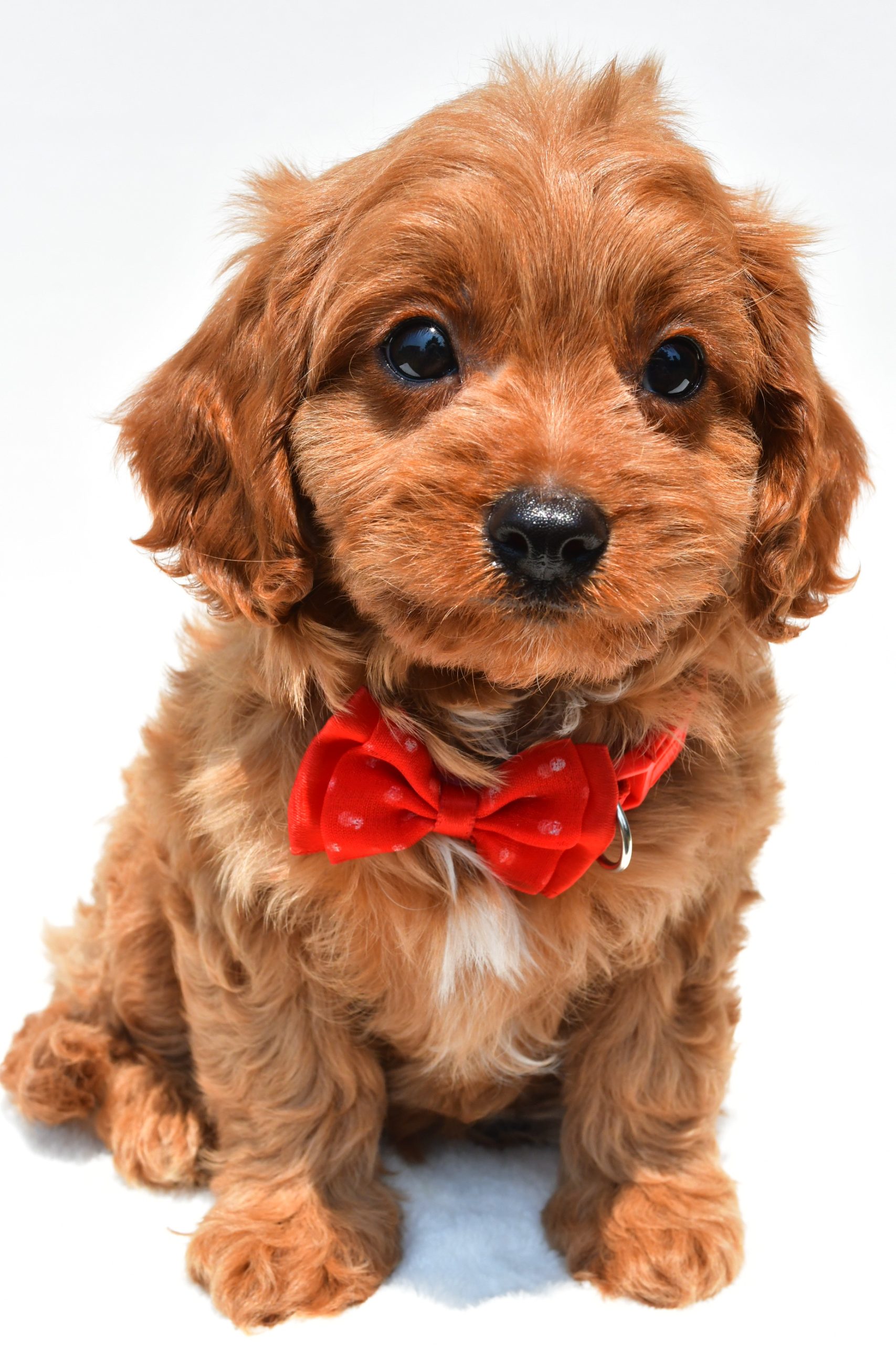 Mr Kaden The Cavapoo
