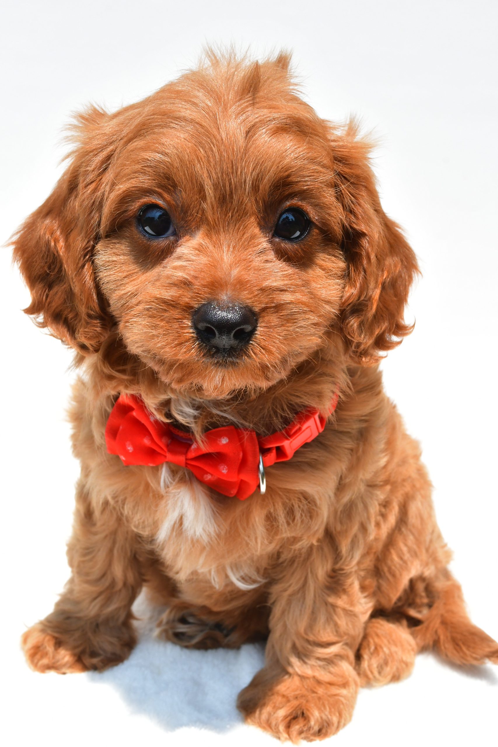 Mr Kaden The Cavapoo - Image 2