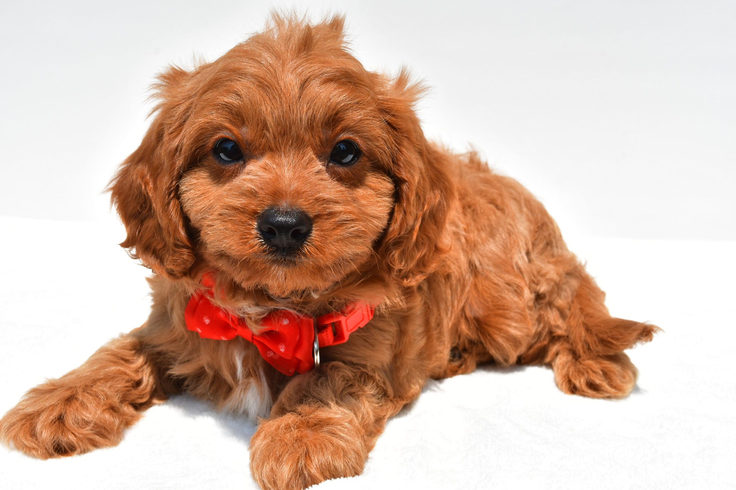 Mr Kaden The Cavapoo - Image 5