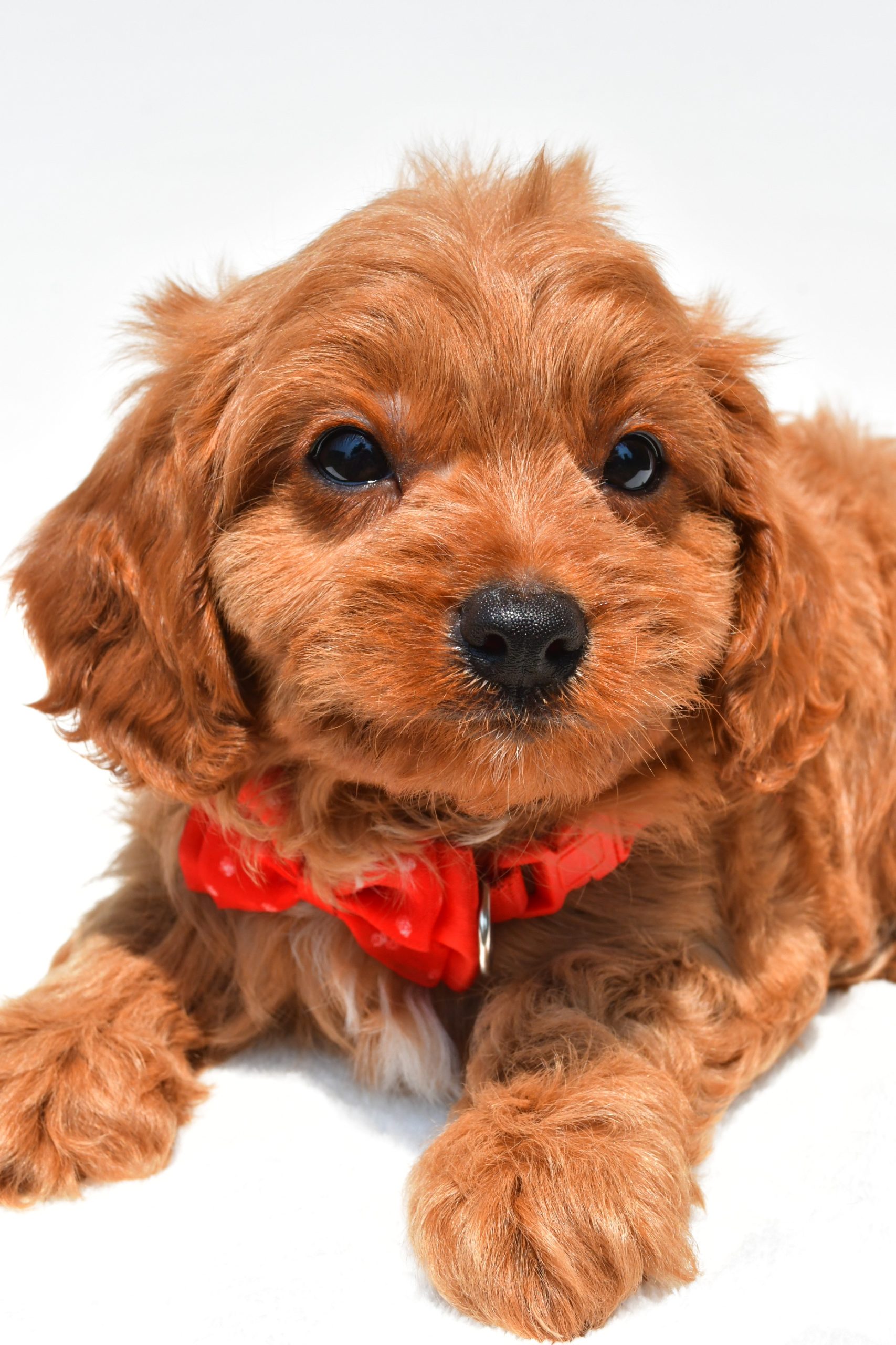 Mr Kaden The Cavapoo - Image 3