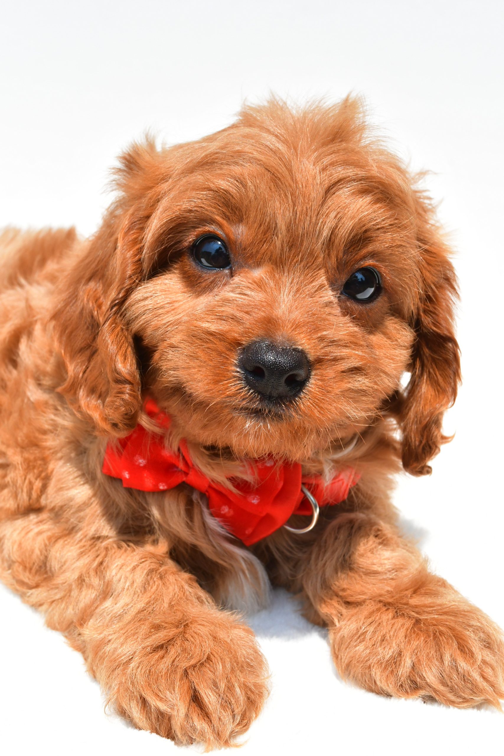 Mr Kaden The Cavapoo - Image 4