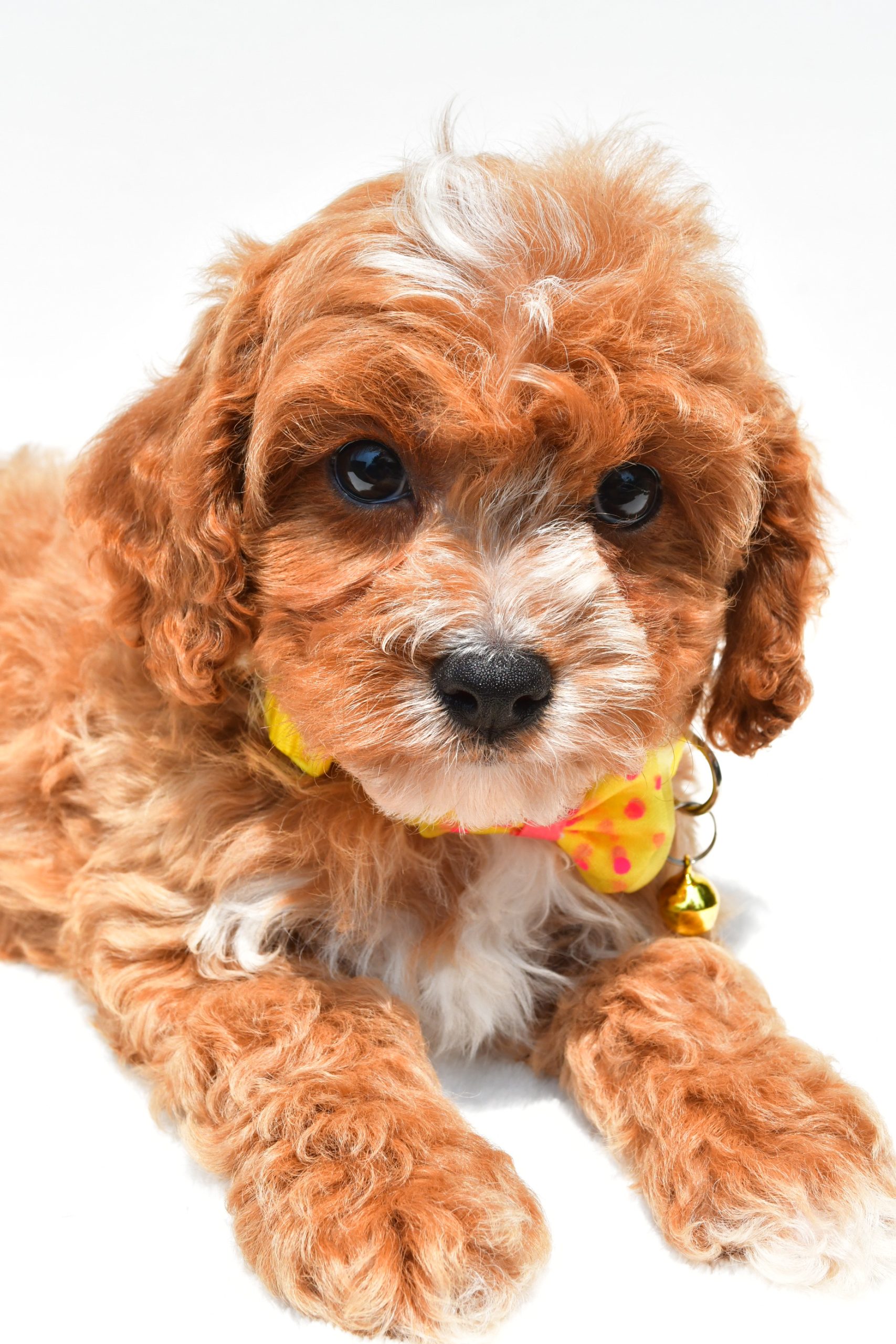 Mr Kenny The Cavapoo - Image 3