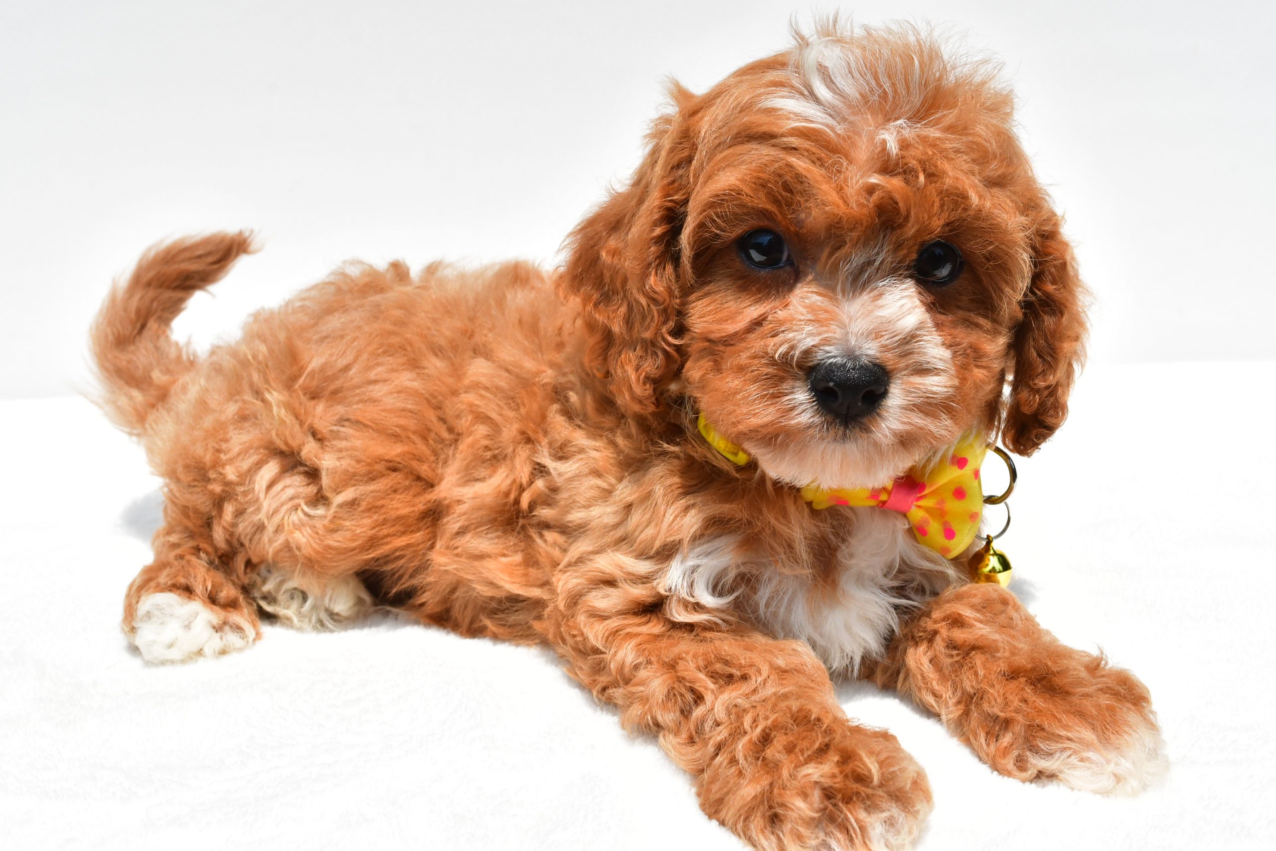 Mr Kenny The Cavapoo - Image 5