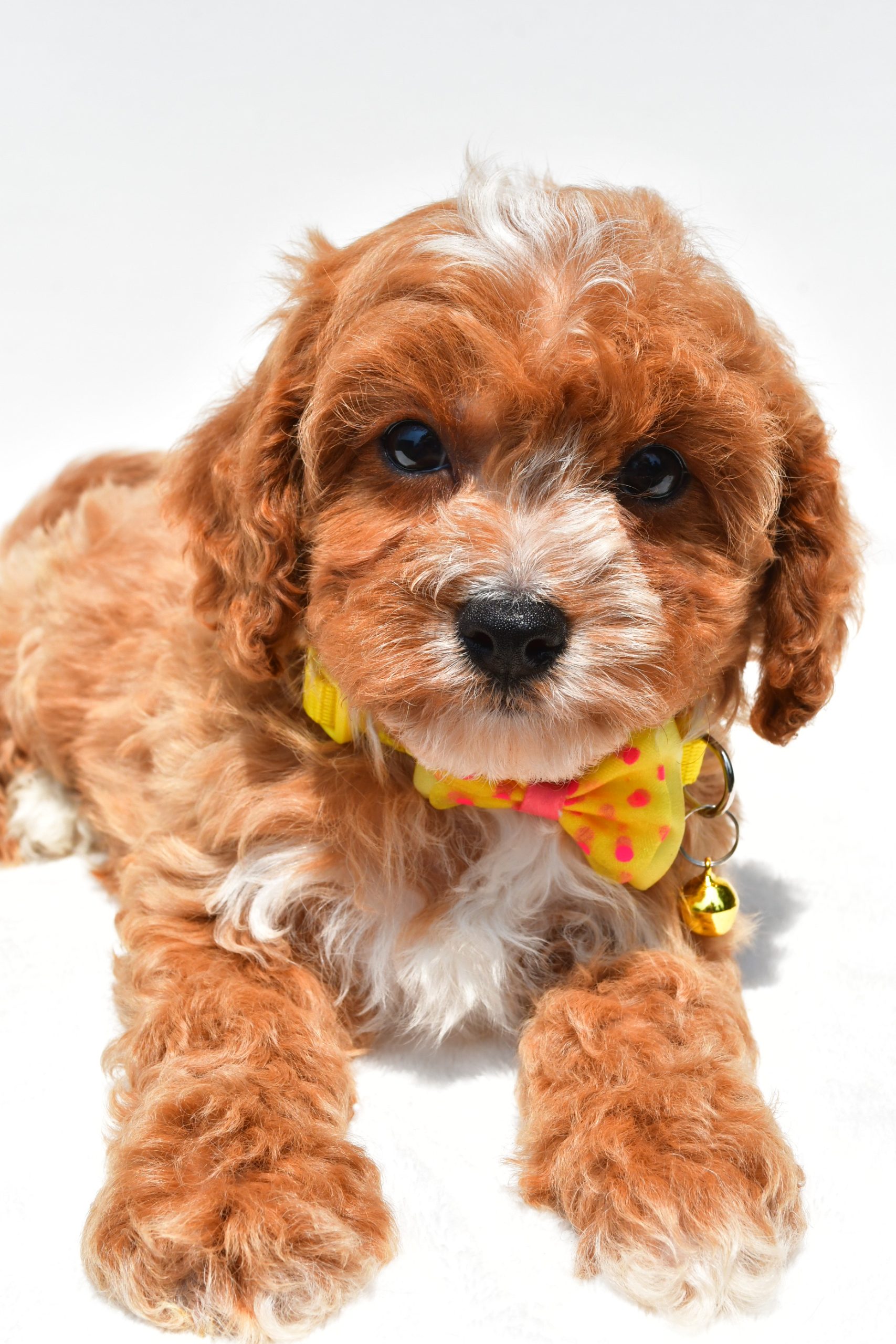 Mr Kenny The Cavapoo - Image 4