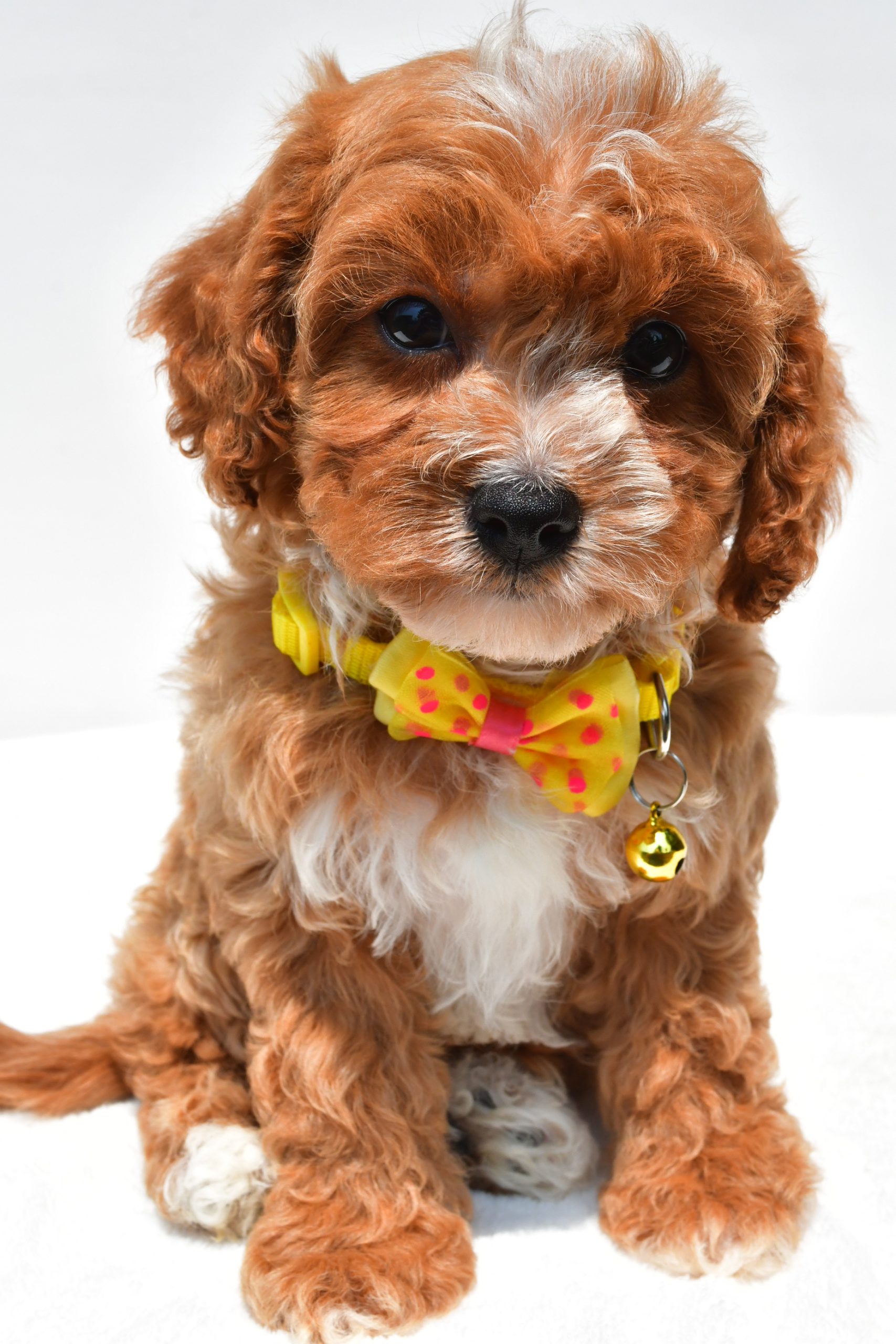 Mr Kenny The Cavapoo