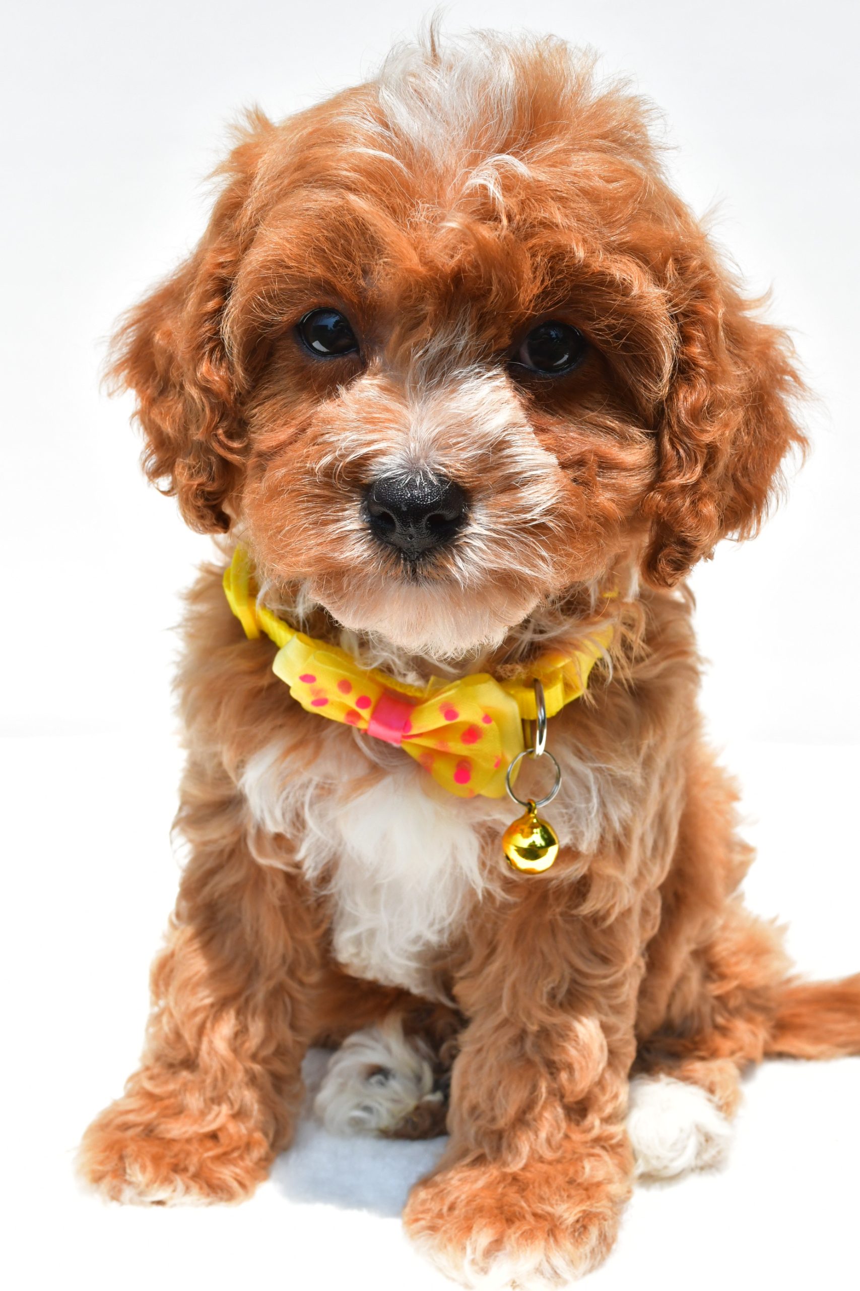 Mr Kenny The Cavapoo - Image 2