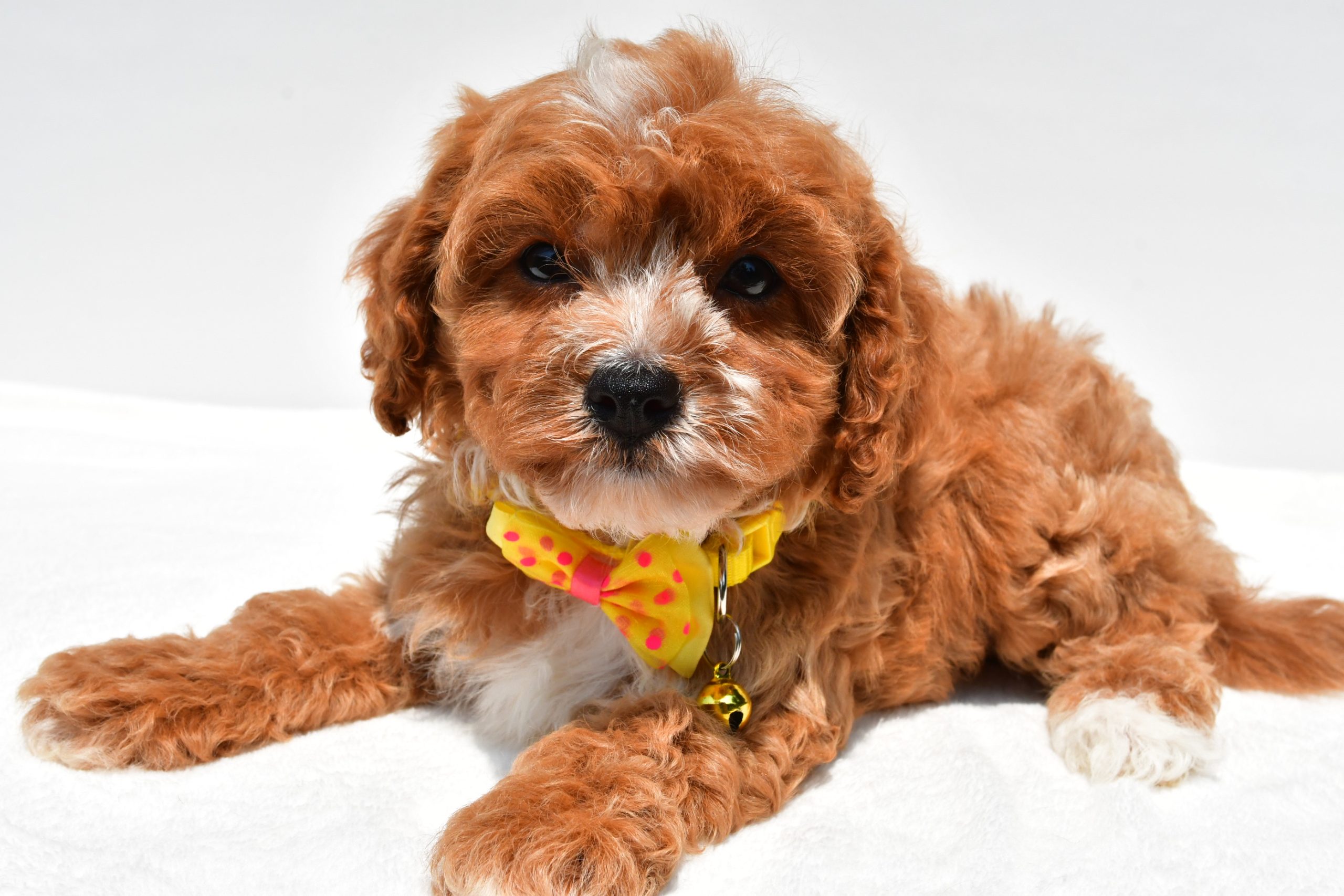 Mr Kenny The Cavapoo - Image 6
