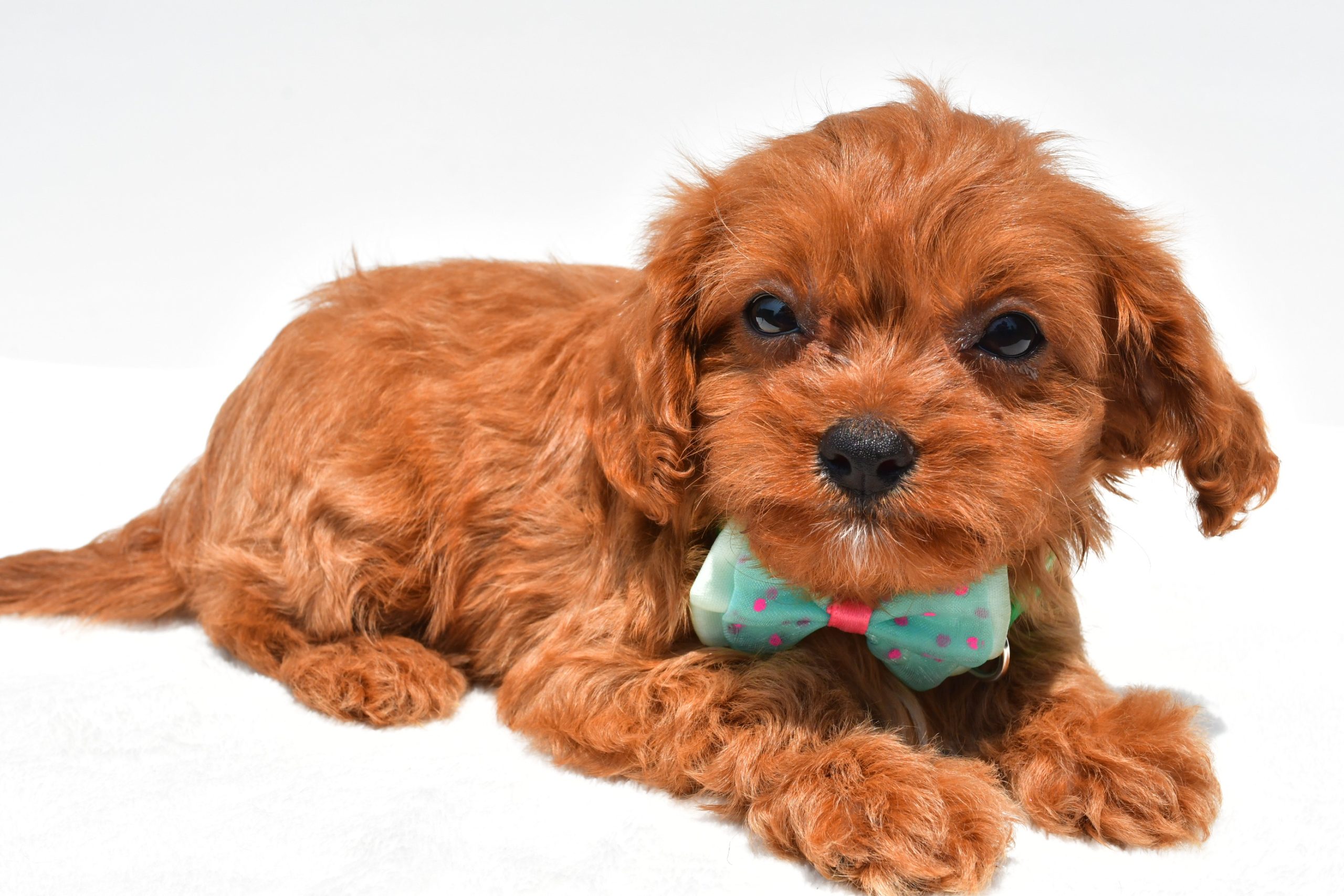 Mr Koda The Cavapoo - Image 6